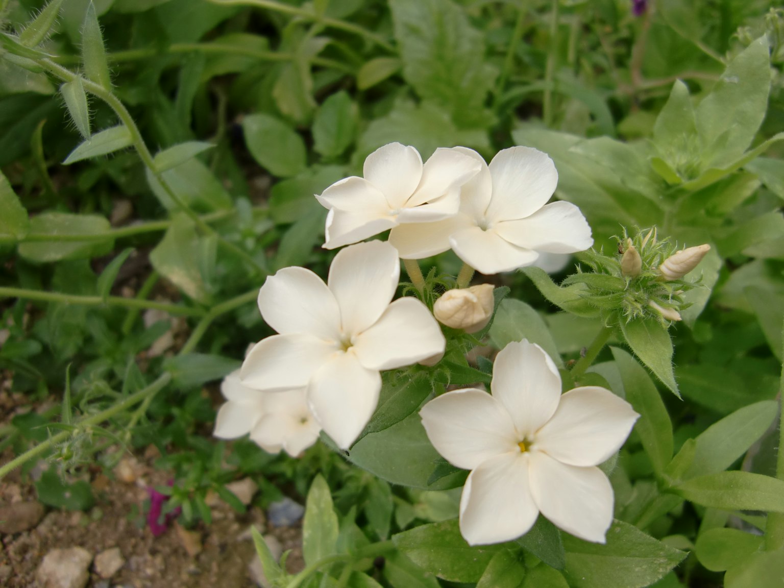 Mazzo di fiori bianchi tra foglie verdi