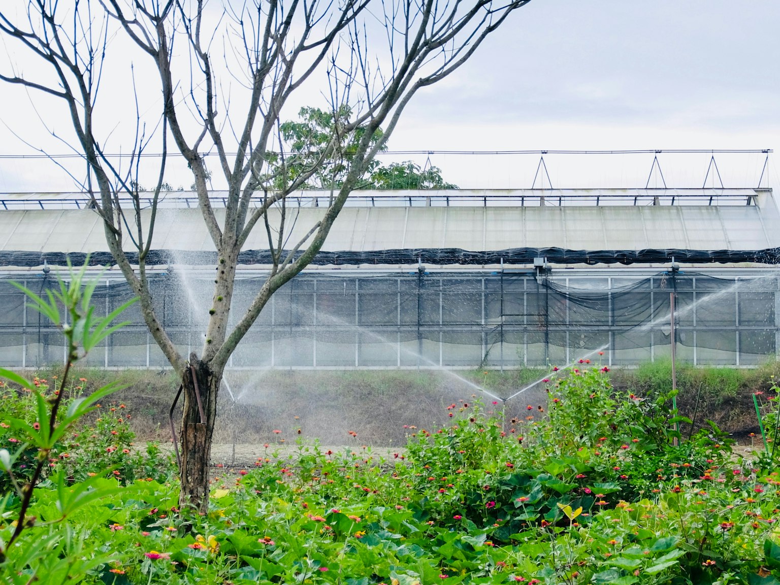 一幅生機勃勃的景觀圖，灌溉系統正在運行
