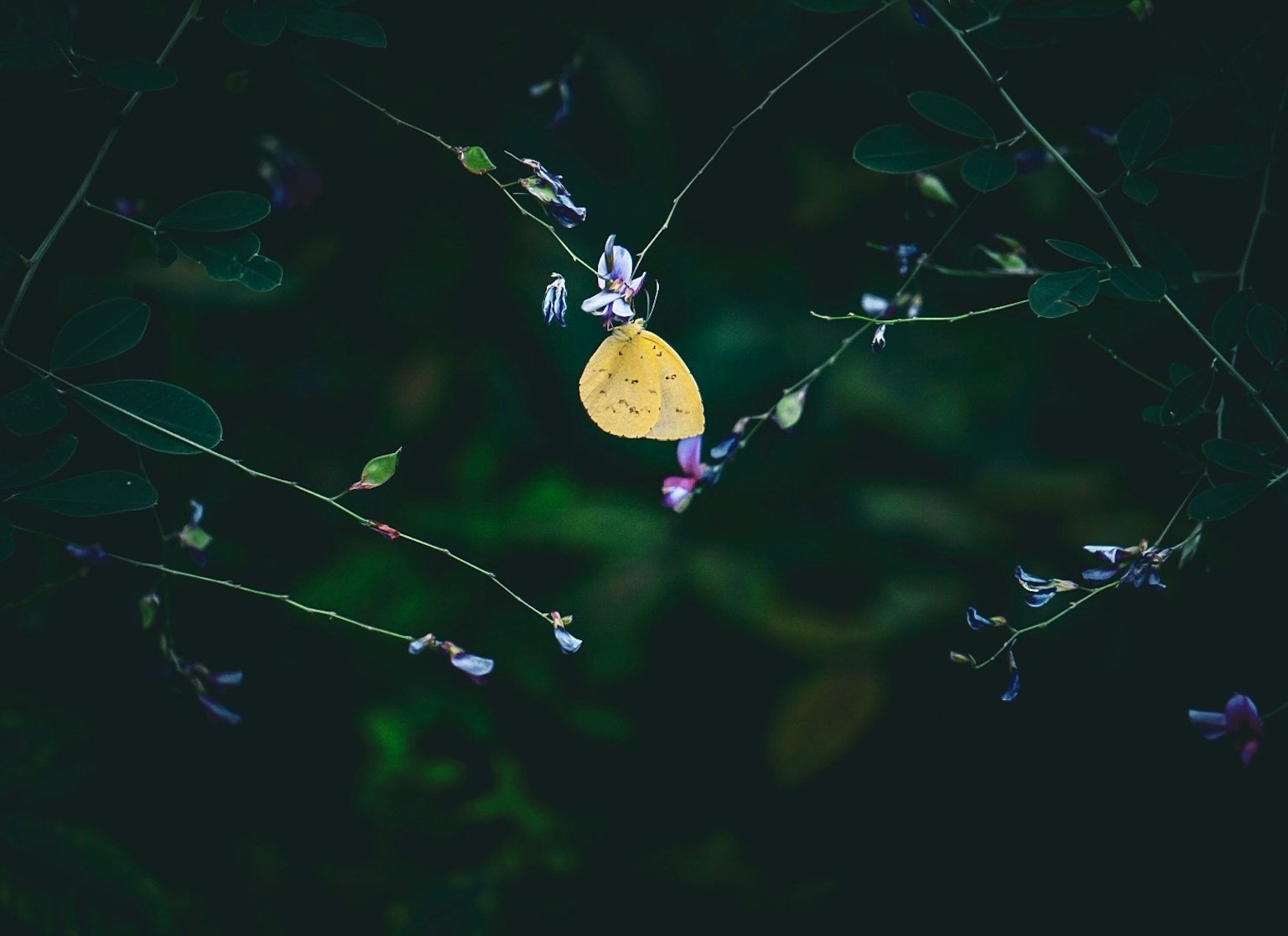 Hoja amarilla rodeada de flores moradas sobre un fondo oscuro