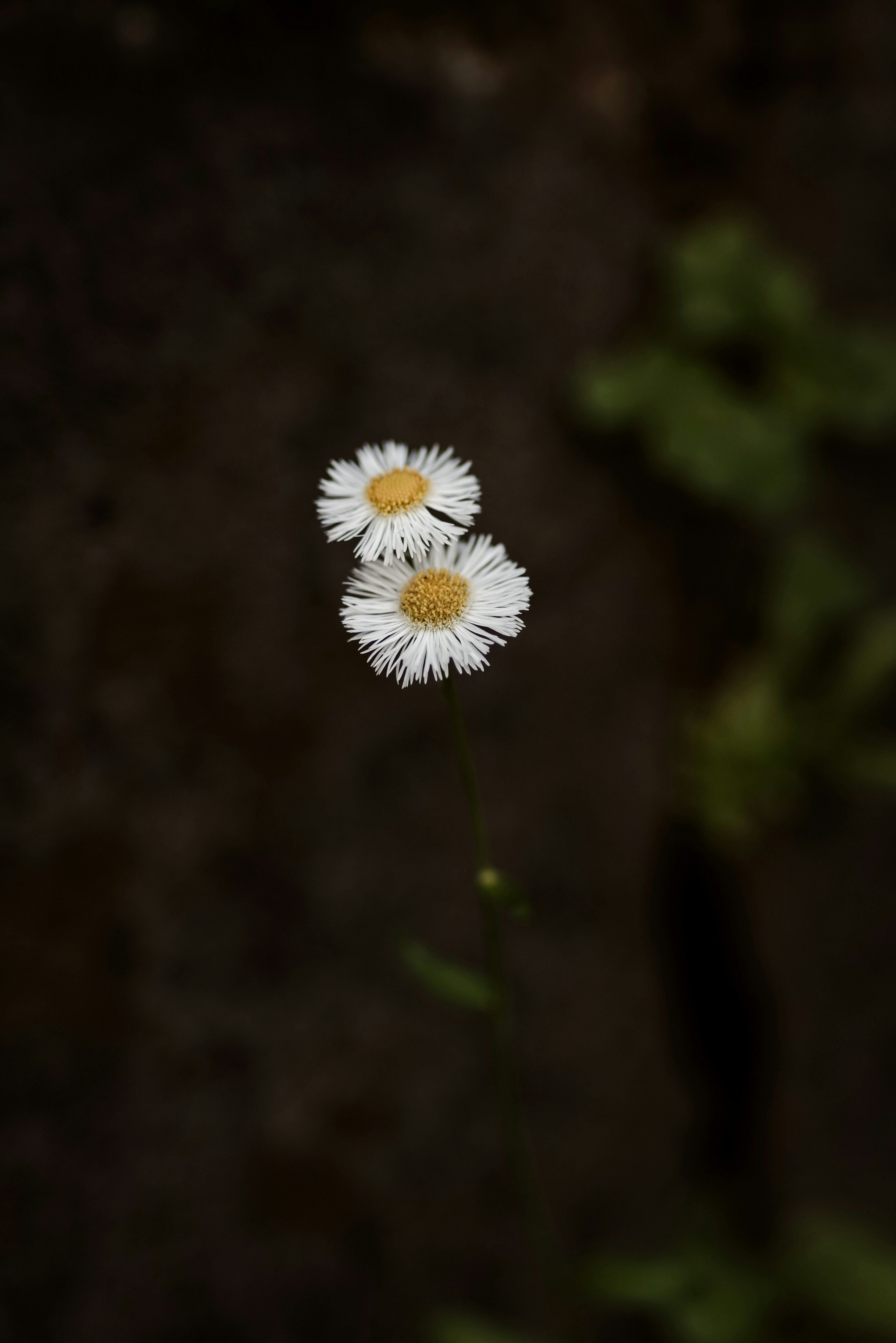 道ばたに咲く白いハルジオンの花