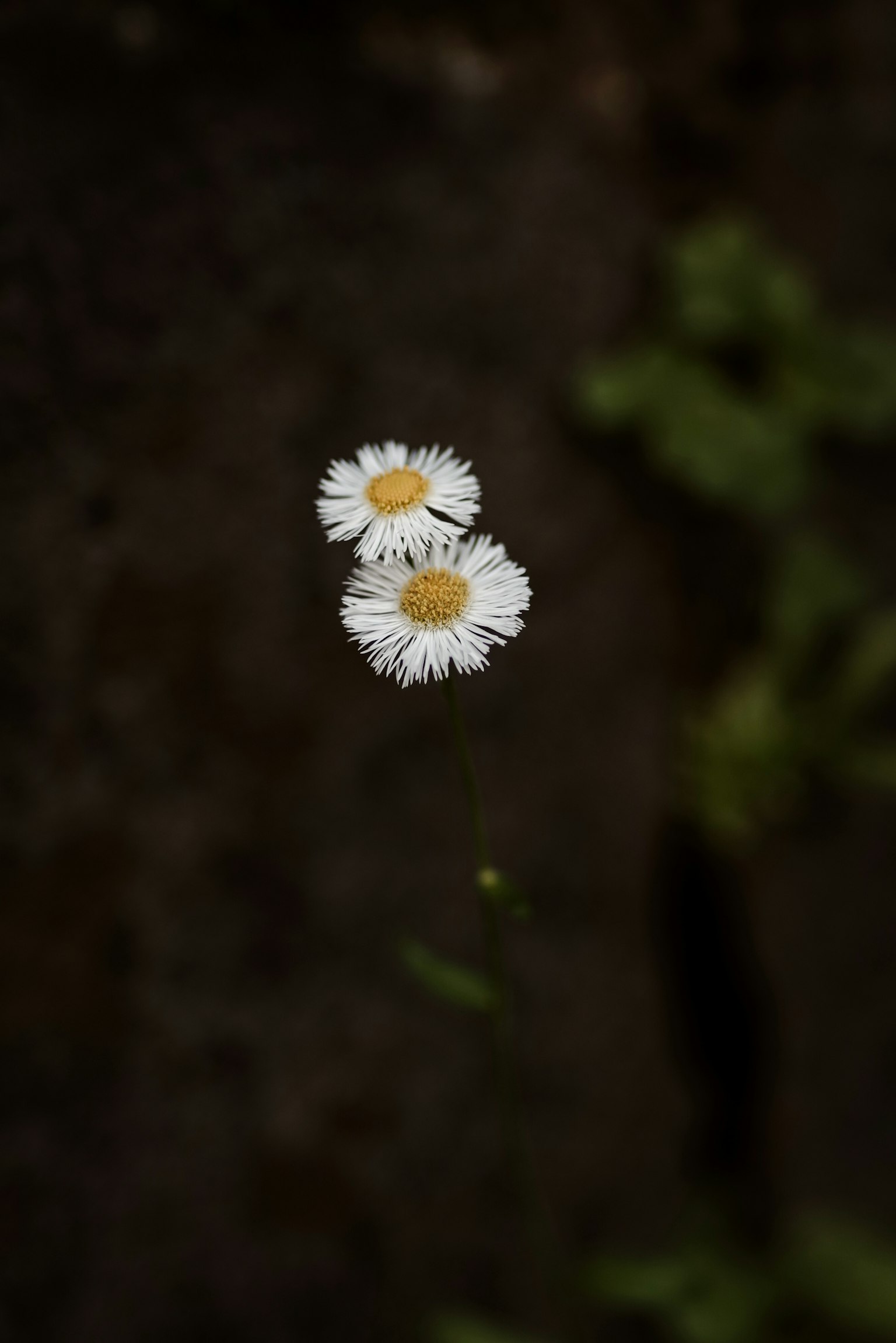 兩朵白色雛菊，黃色中心，背景暗