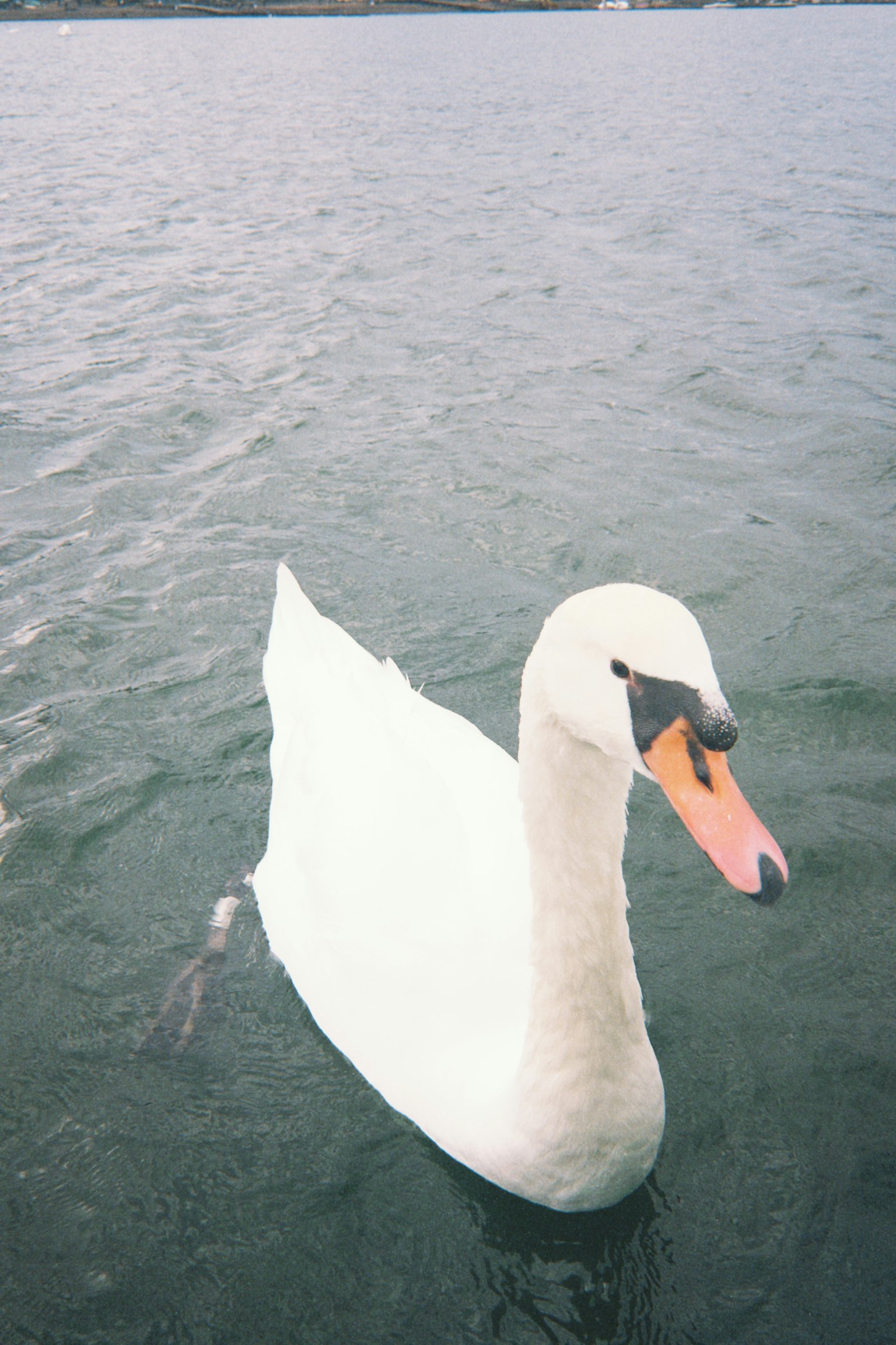 水面に浮かぶ白鳥の美しい姿