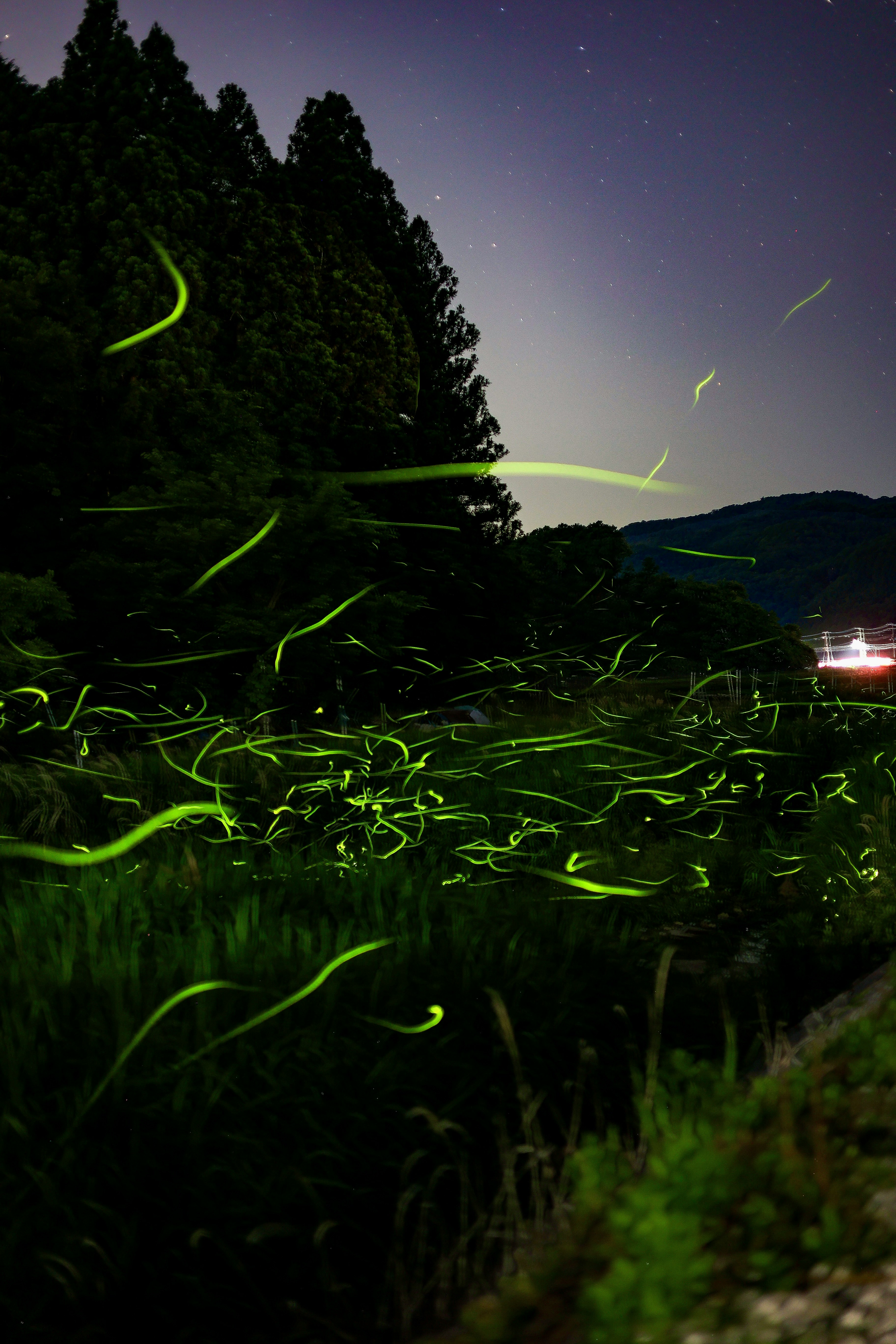 夜の草むらに光る光跡と星空