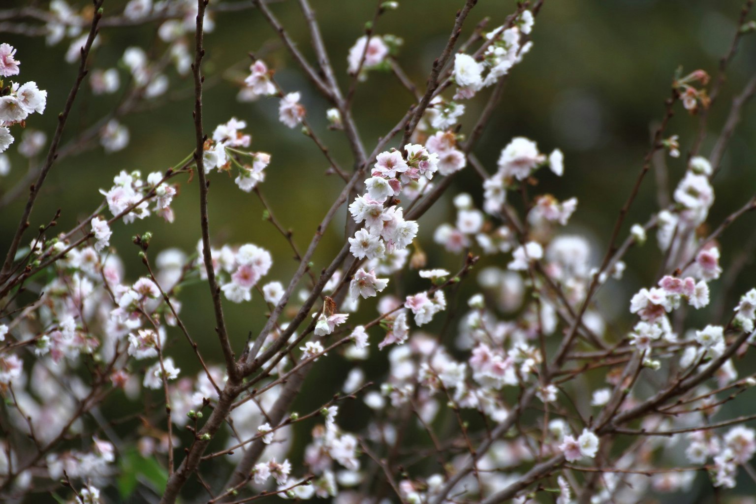 Gros plan de branches avec des fleurs blanches et roses
