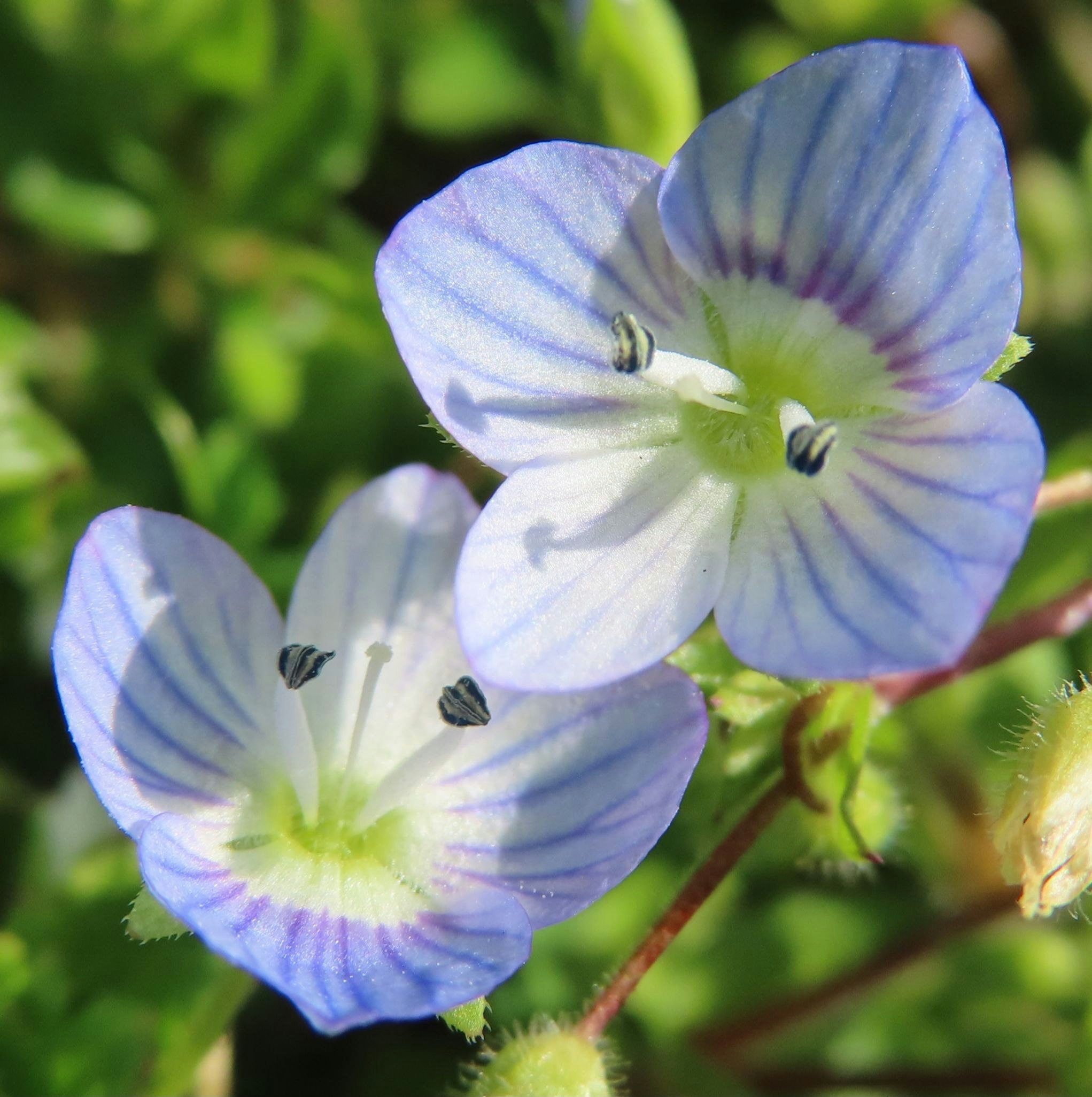 早春的婆婆纳花（Veronica persica）