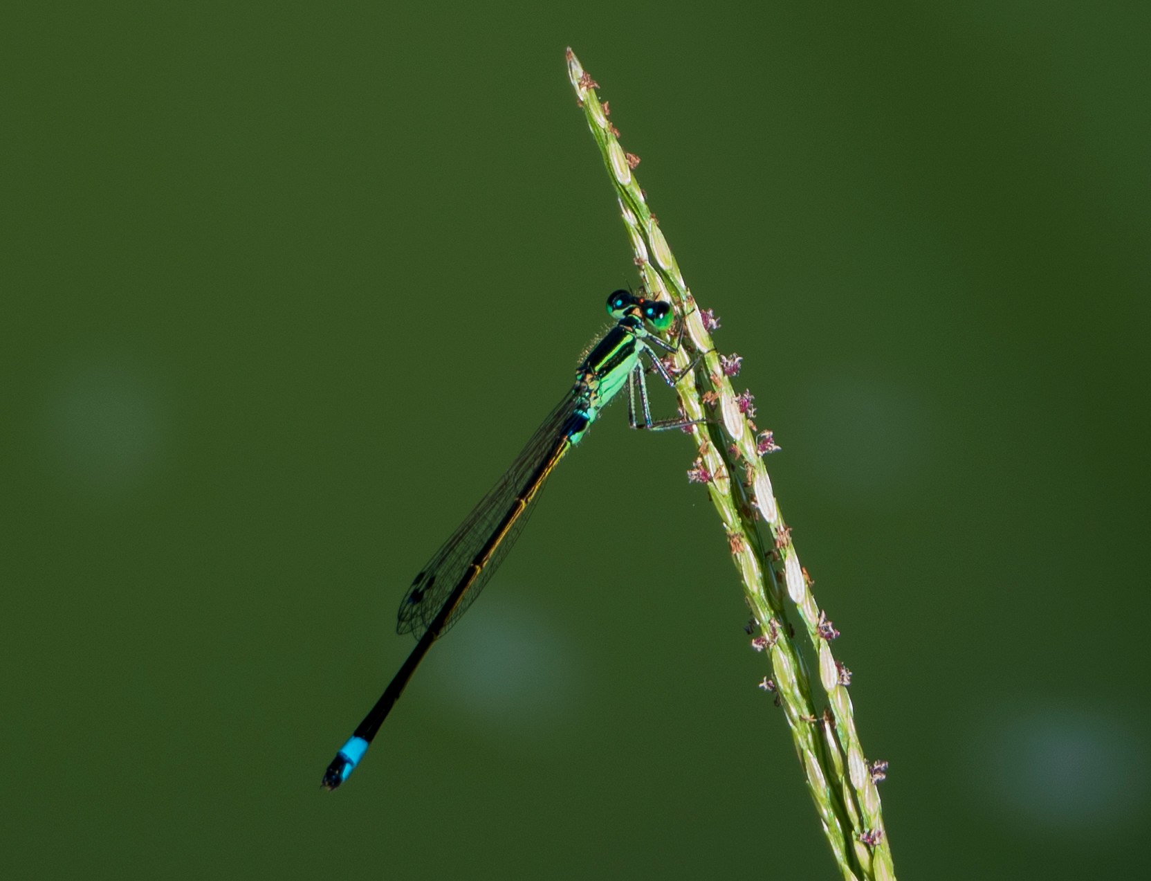 imagen macro de una libélula posada sobre una brizna de hierba