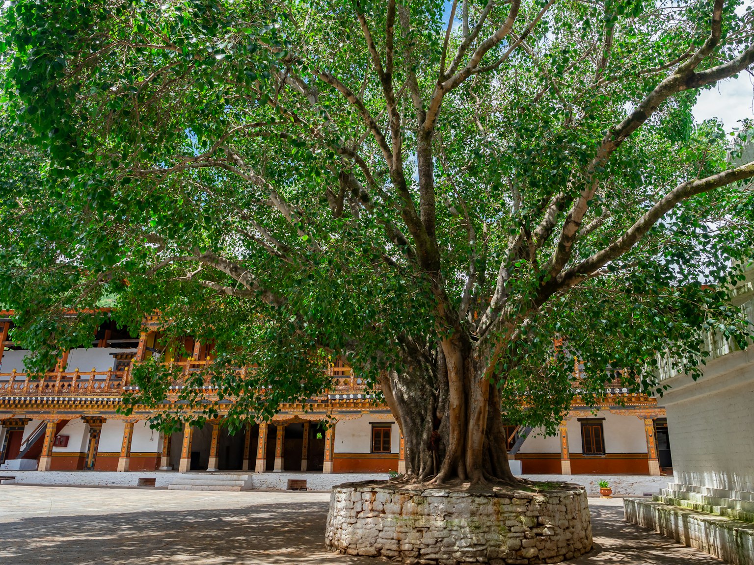 Large tree with lush green leaves beside a traditional building