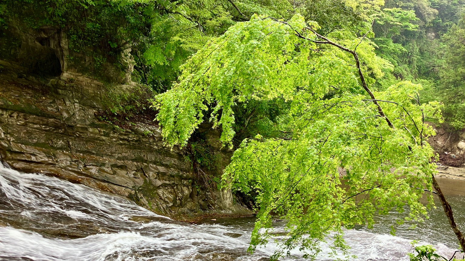 Un arbre avec des feuilles vertes près d'une rivière qui coule