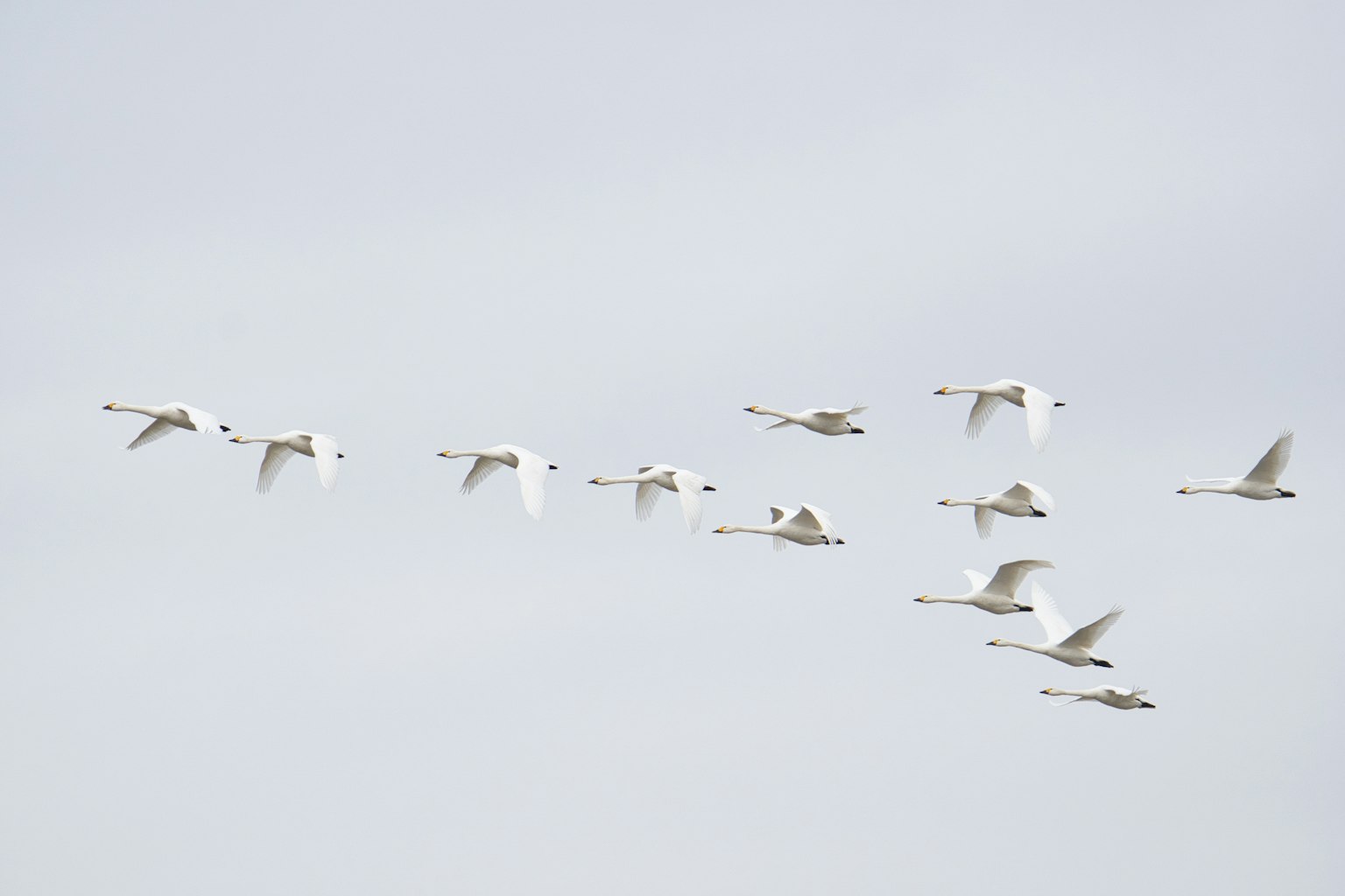Un grupo de aves blancas volando en el cielo