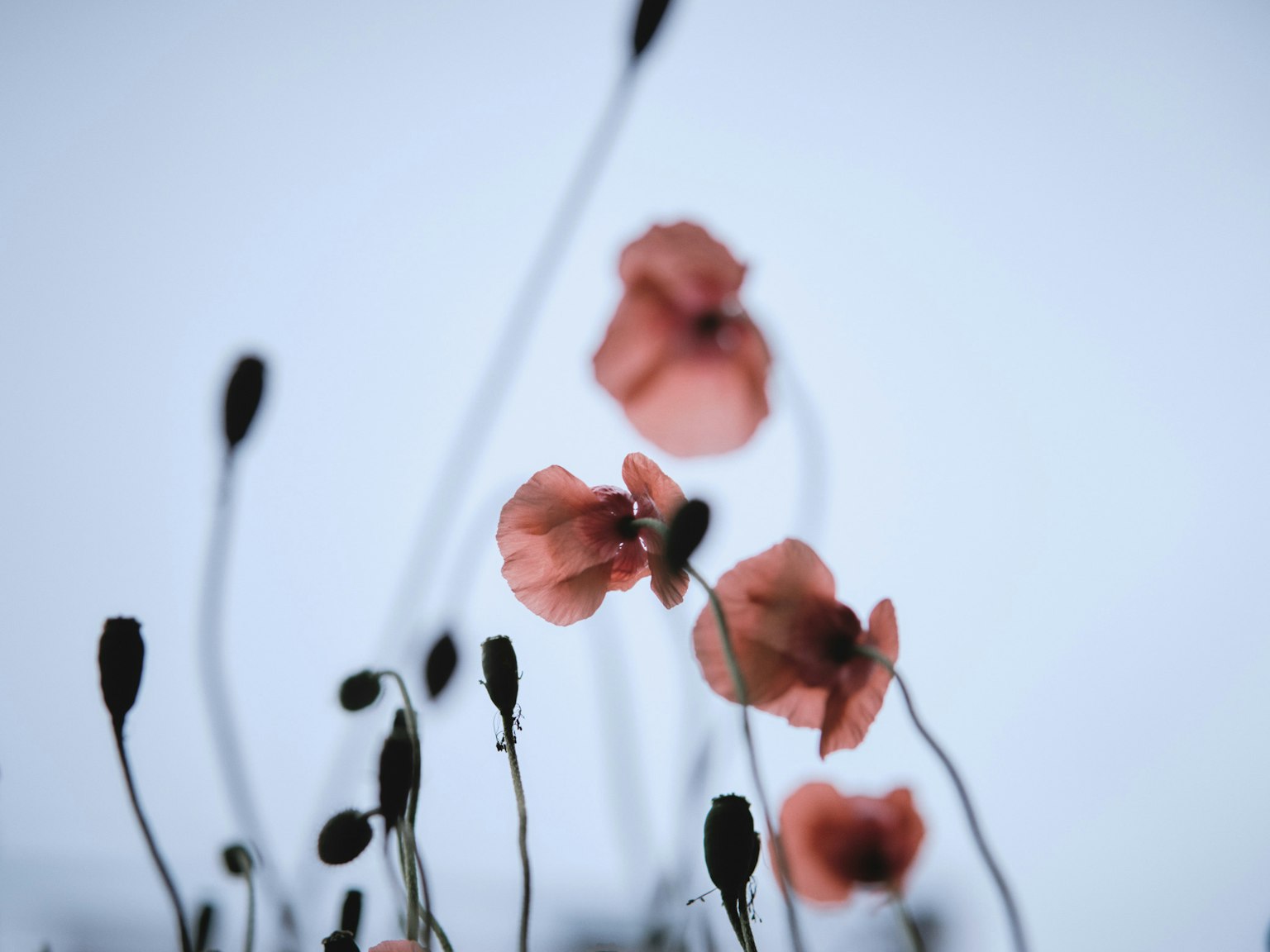Silueta de delicadas flores rosas y capullos contra un cielo azul