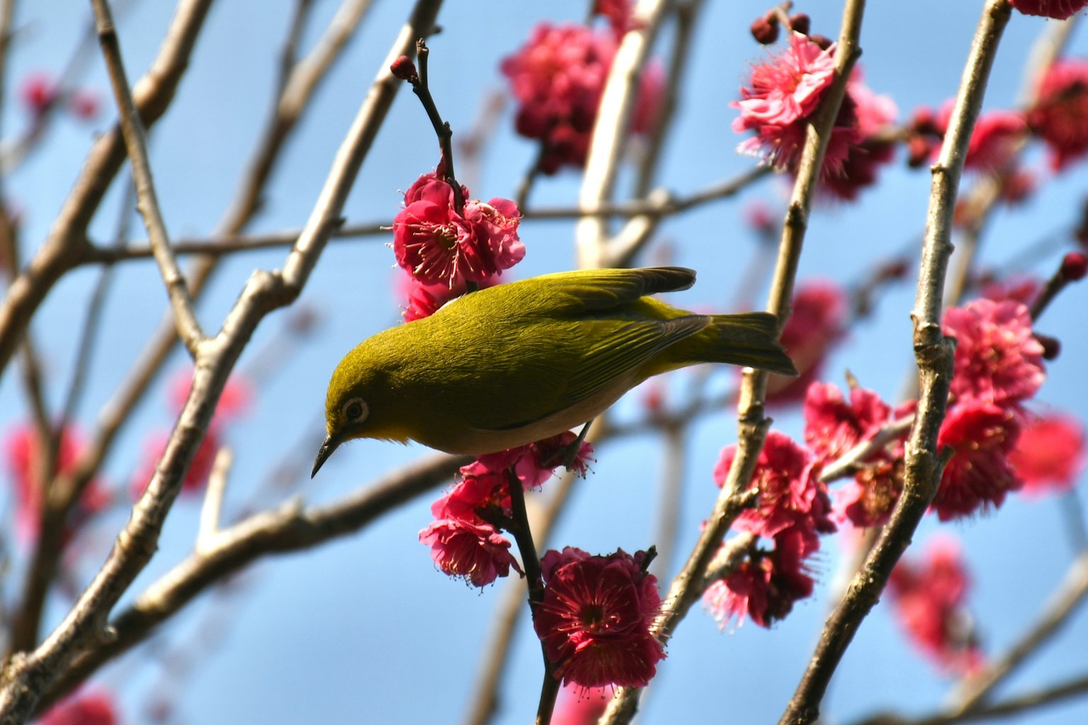 A green bird perched on a tree with pink flowers