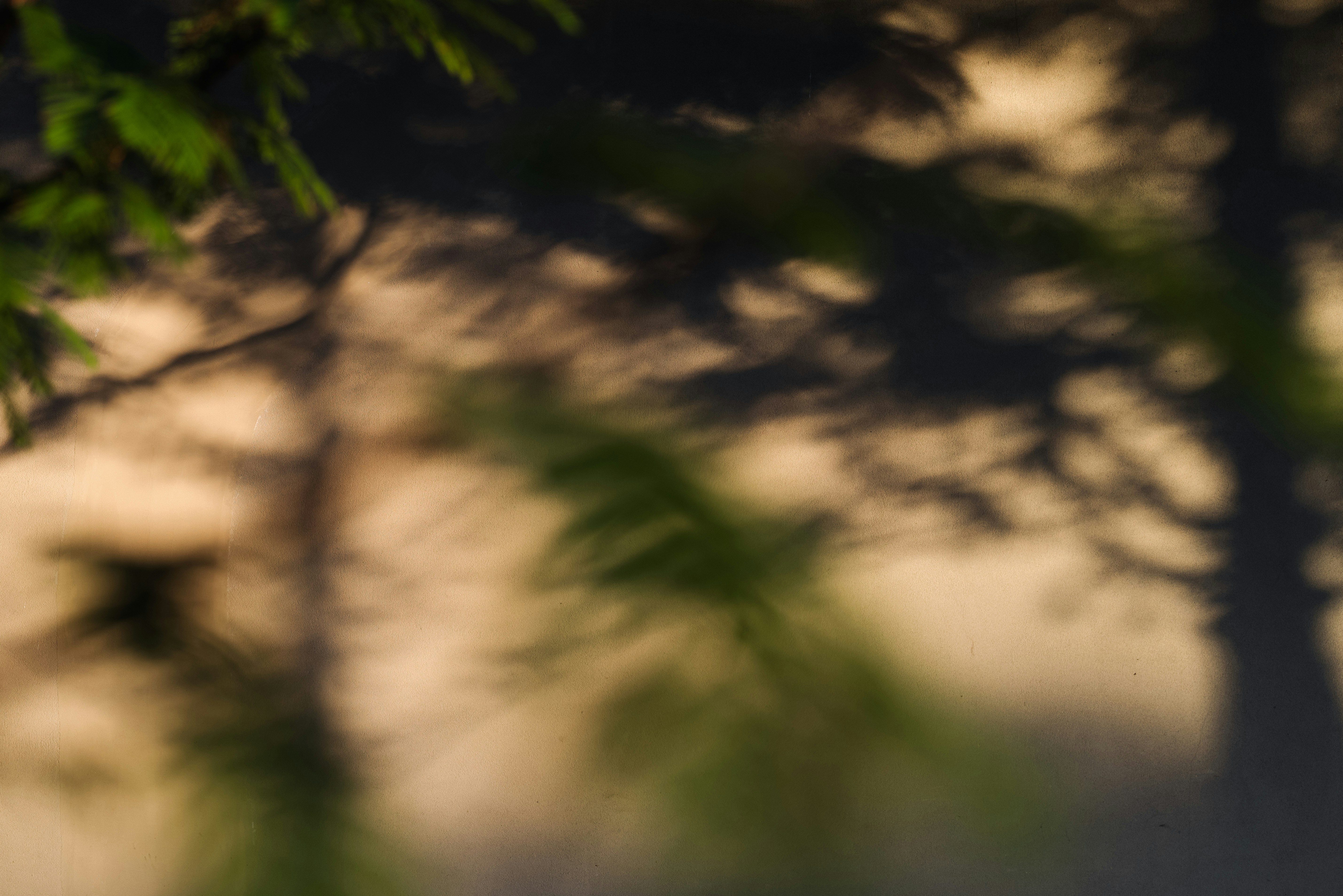 sun-dappled forest path-like scene