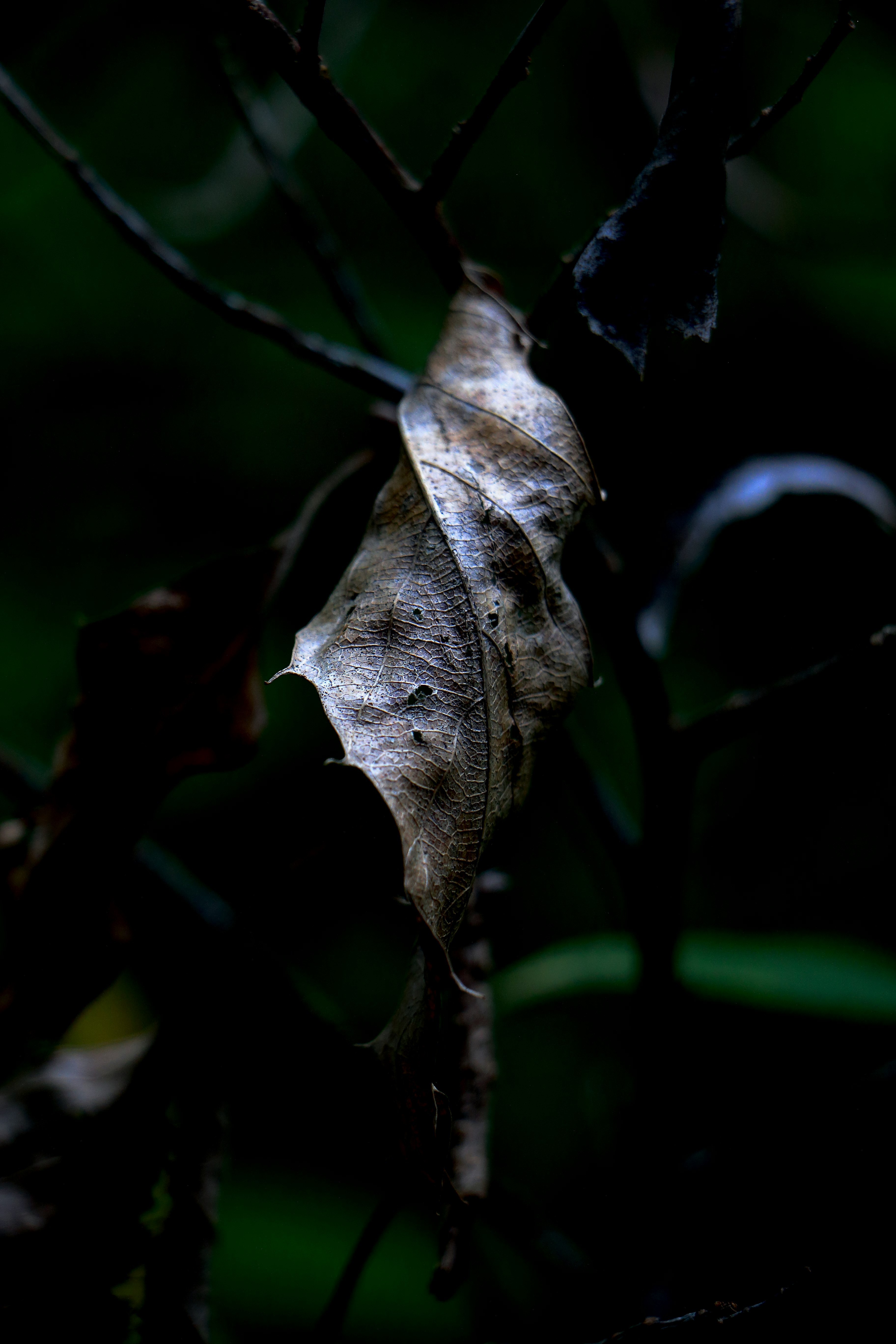 close-up of a dried leaf hanging from a branch