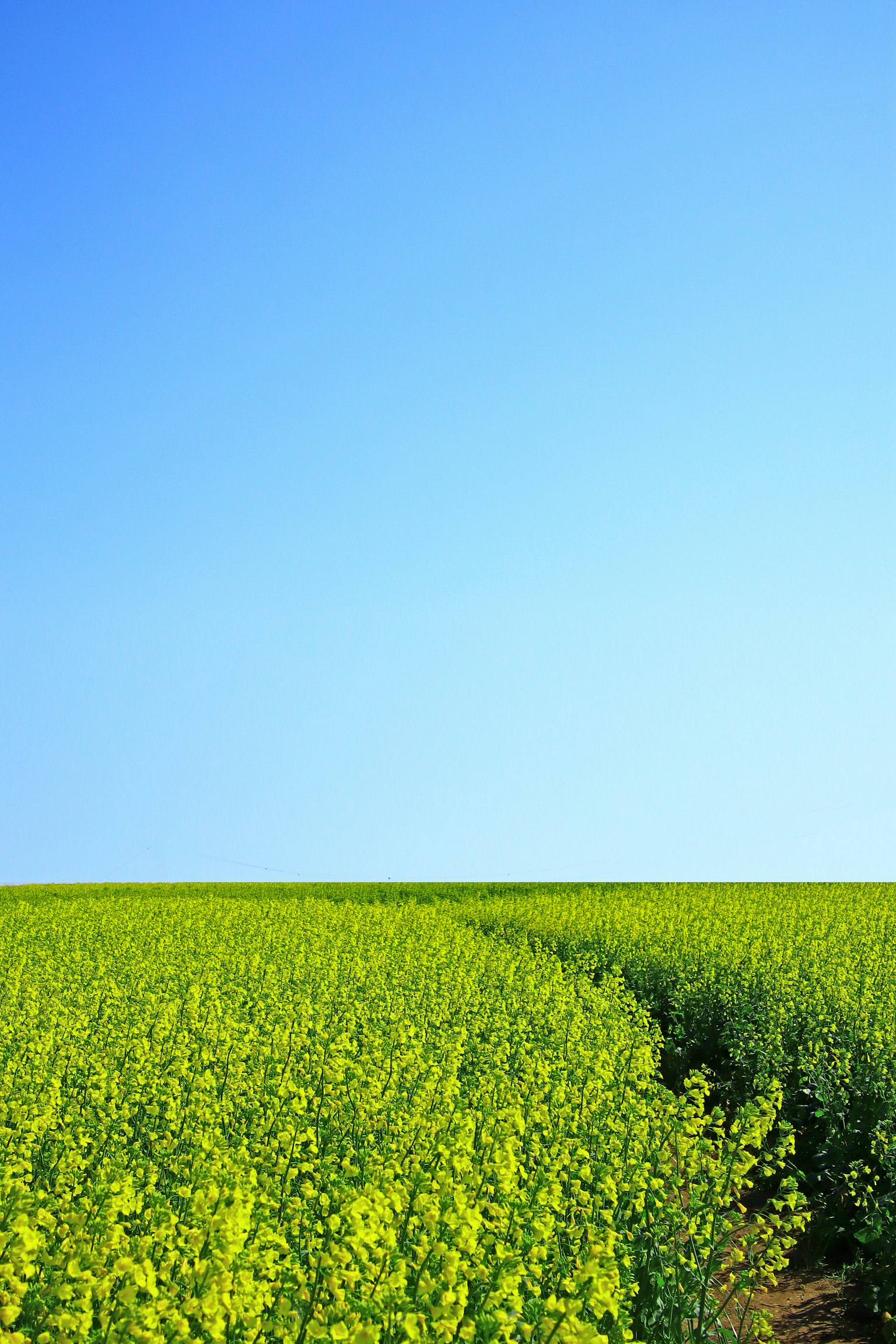 Un campo de colza verde vibrante bajo un cielo azul claro