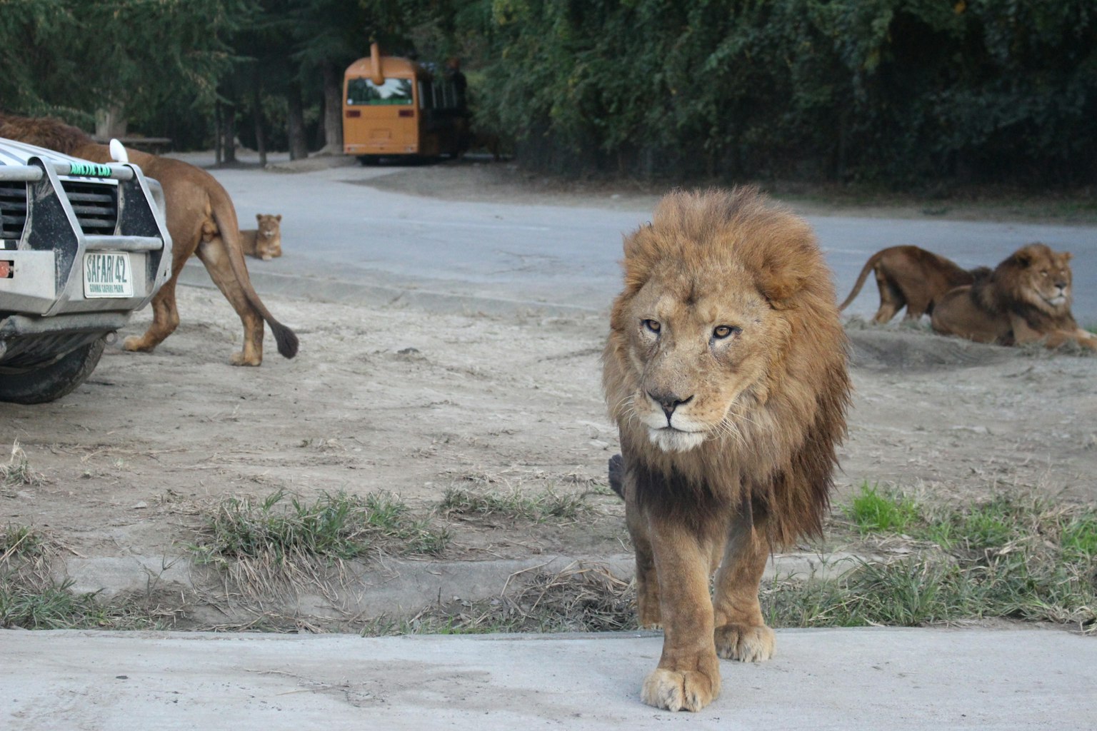 Un leone che cammina verso la telecamera con altri leoni sullo sfondo vicino a un veicolo