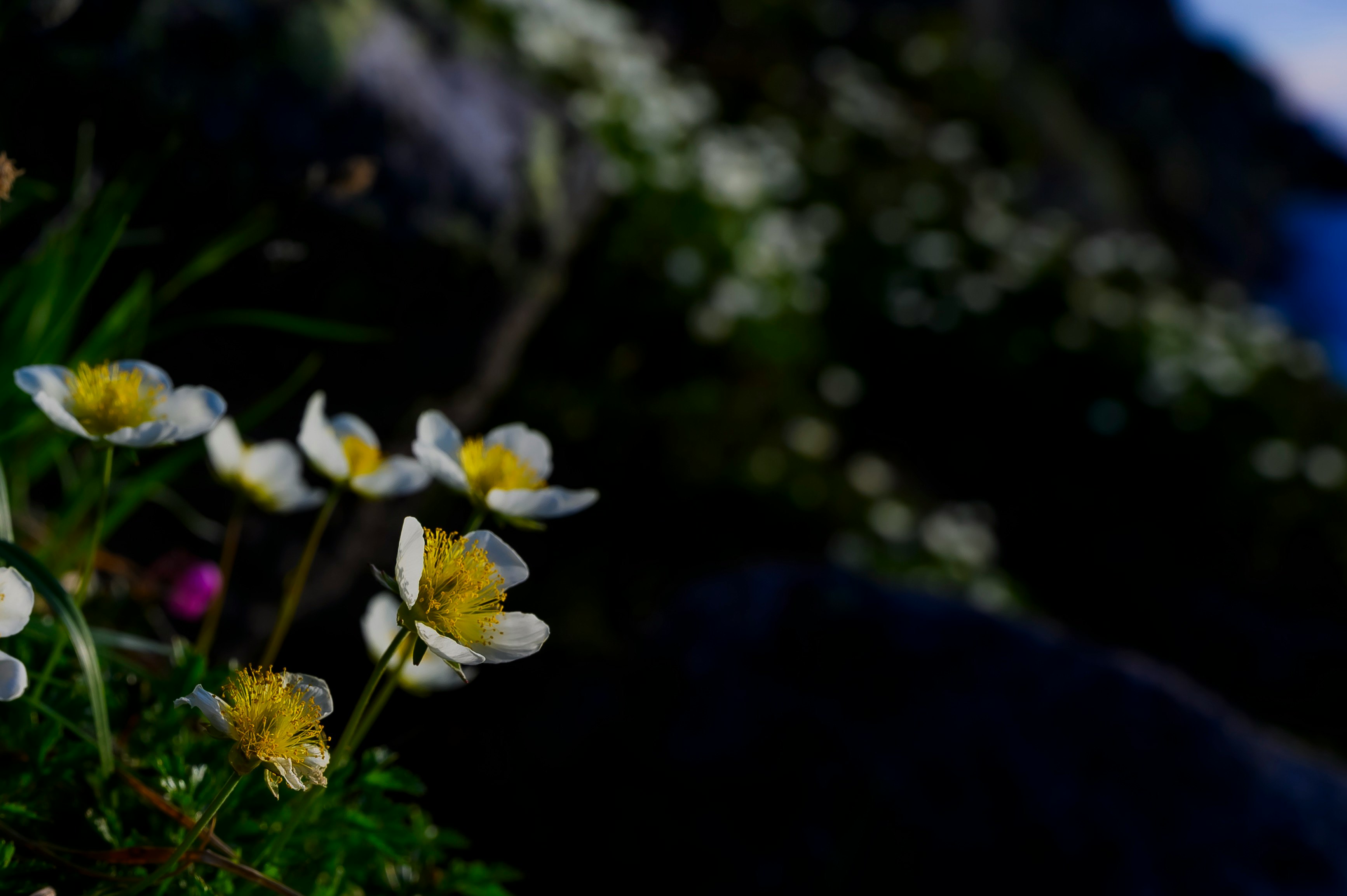 花と黄色い花粉のついた小さな花のクローズアップ