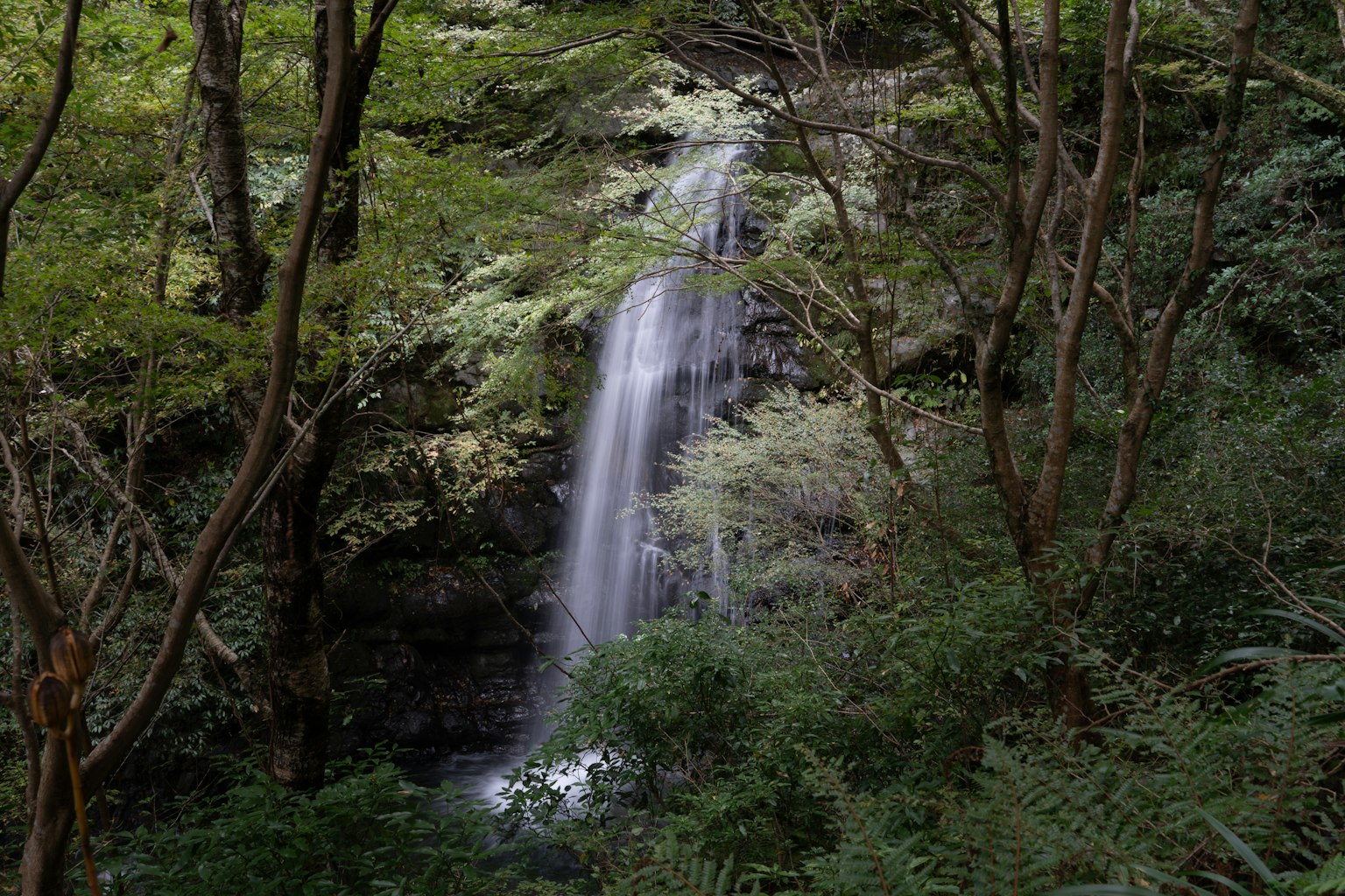 Una cascata che scorre attraverso una foresta lussureggiante