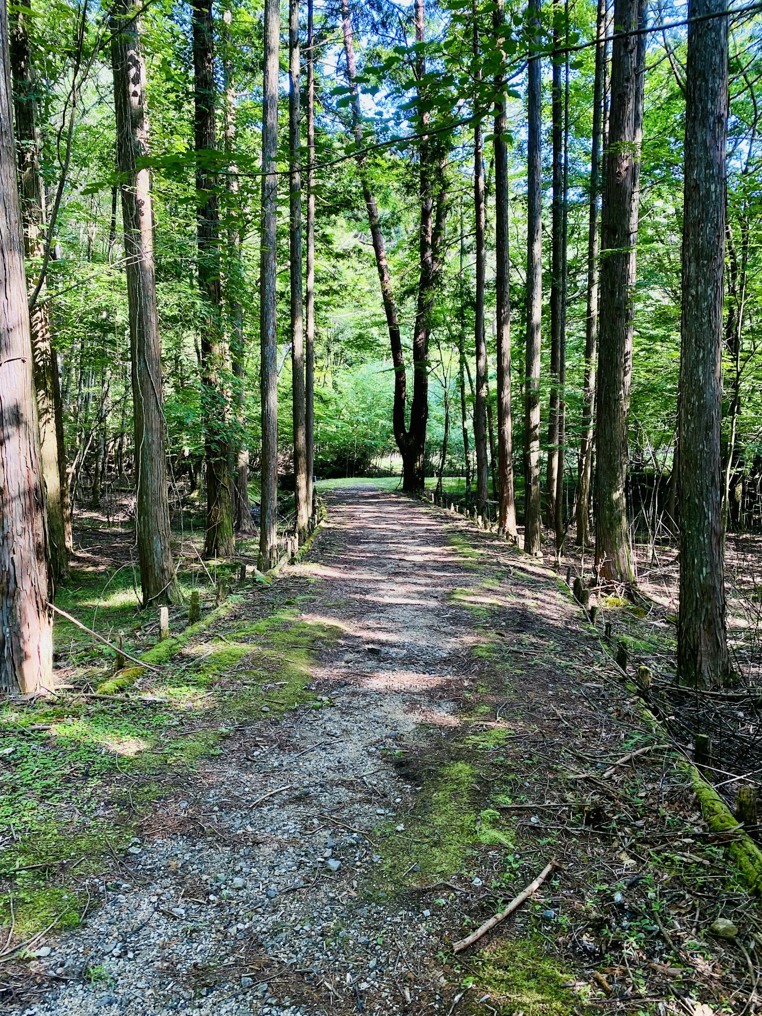 Un chemin pittoresque à travers une forêt verdoyante entourée d'arbres élancés