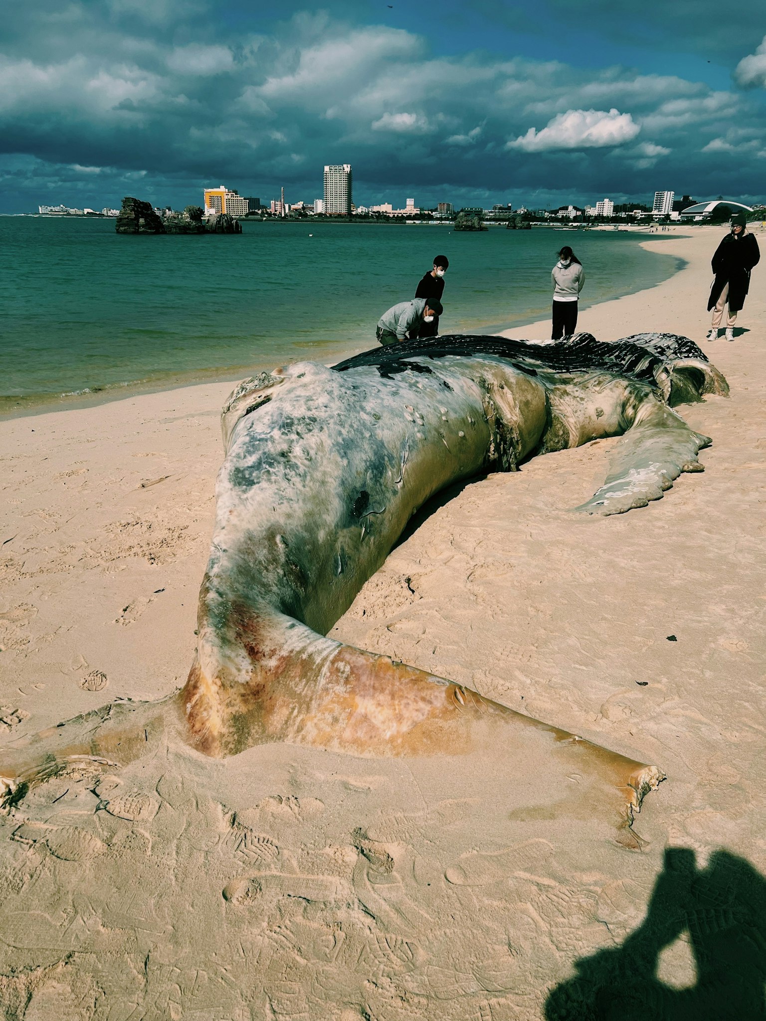 Seekor ikan paus raksasa terdampar di pantai dengan orang-orang di sekitarnya