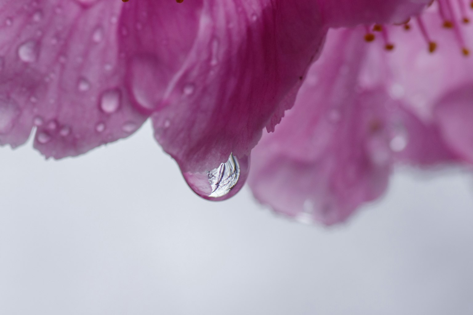 Gros plan d'un pétale de fleur rose avec une goutte d'eau