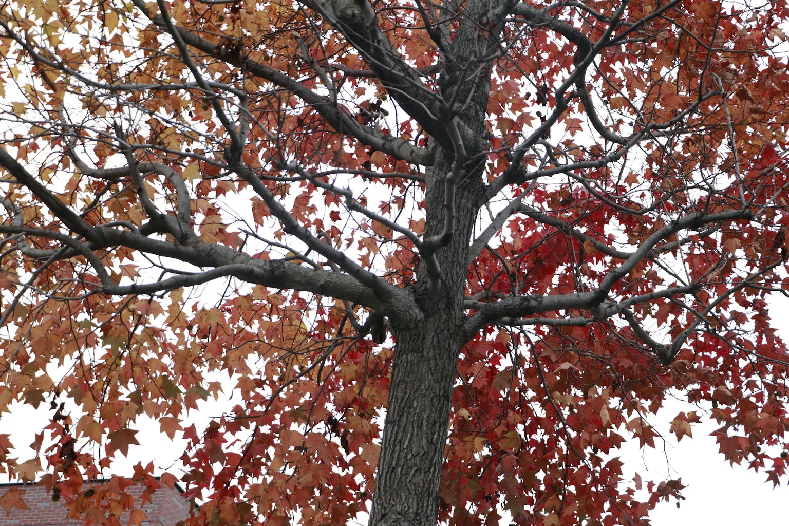 Árbol de otoño con hojas rojas y naranjas mostrando sus ramas y tronco
