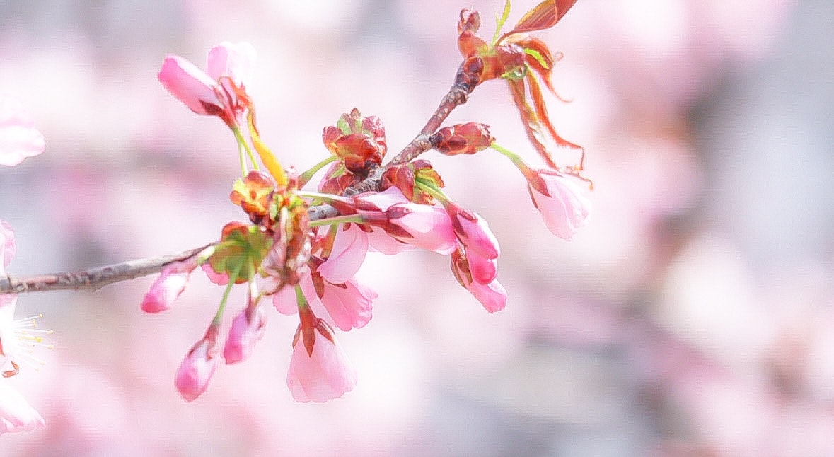 桜の花びらが咲く枝のマクロ