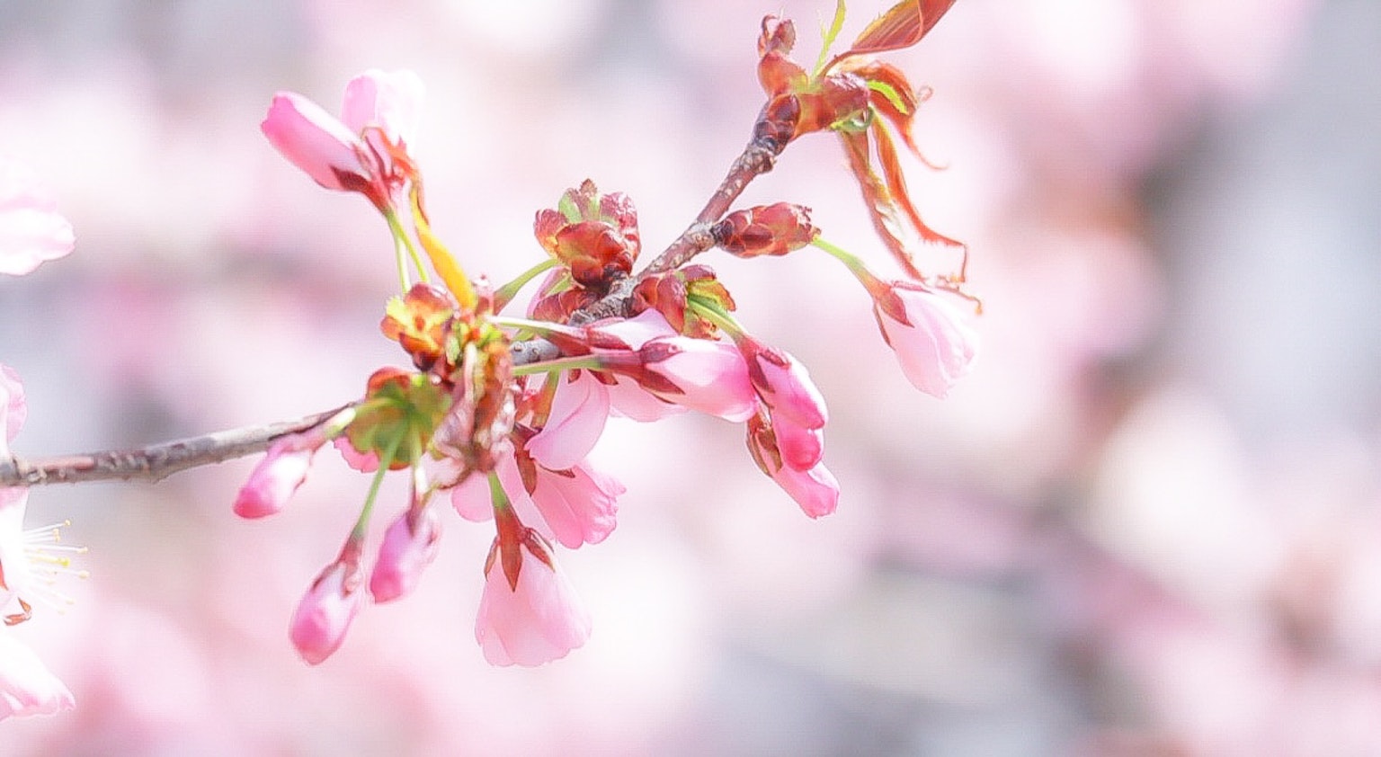 Kedekatan bunga sakura di atas cabang