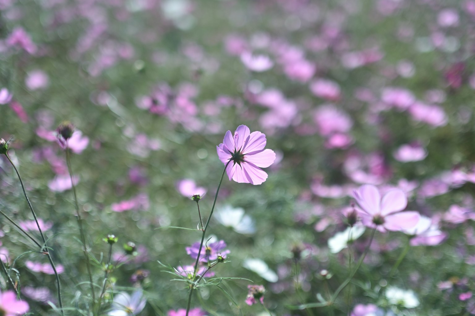 A field of colorful flowers with prominent pink blooms