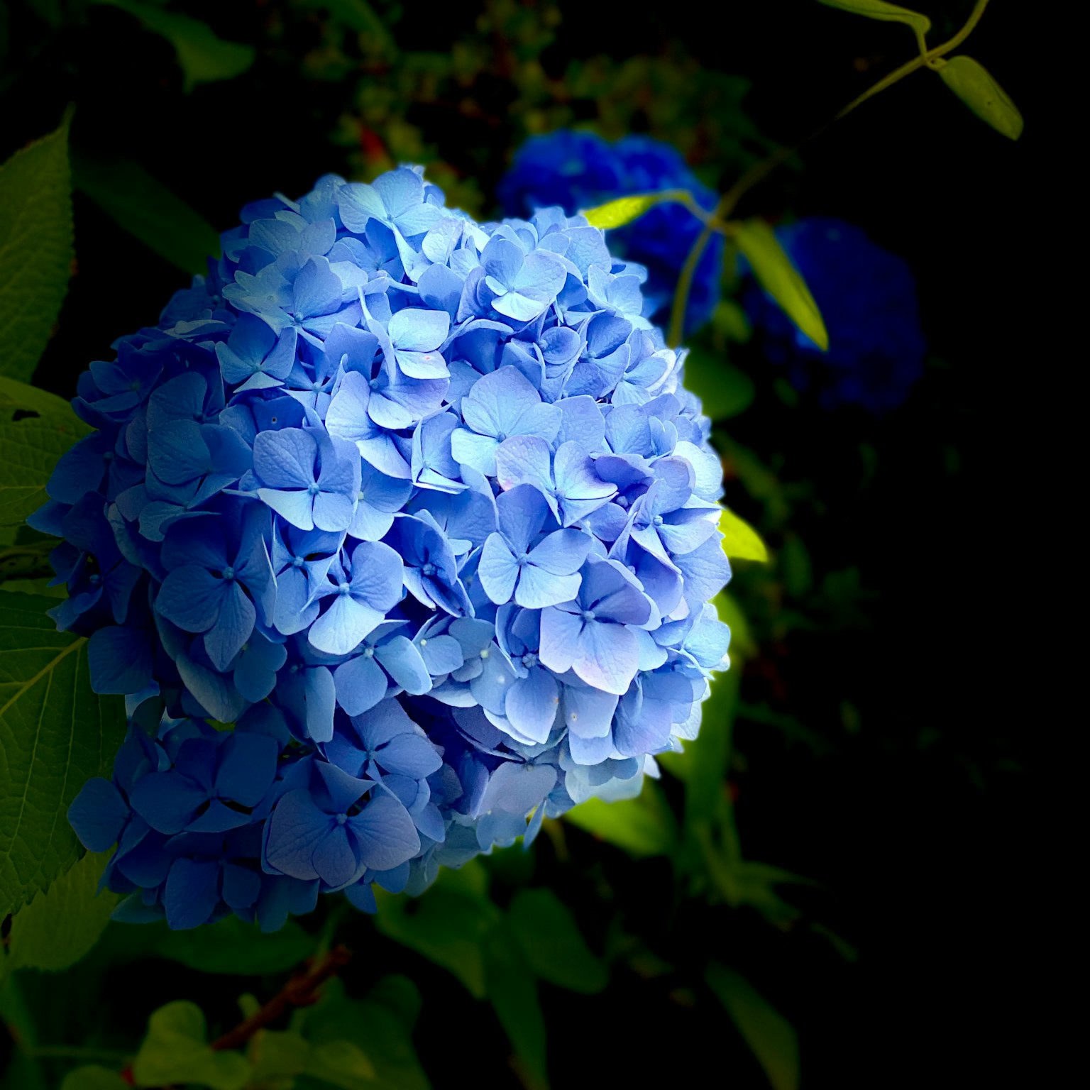 Flor de hortensia azul rodeada de hojas verdes