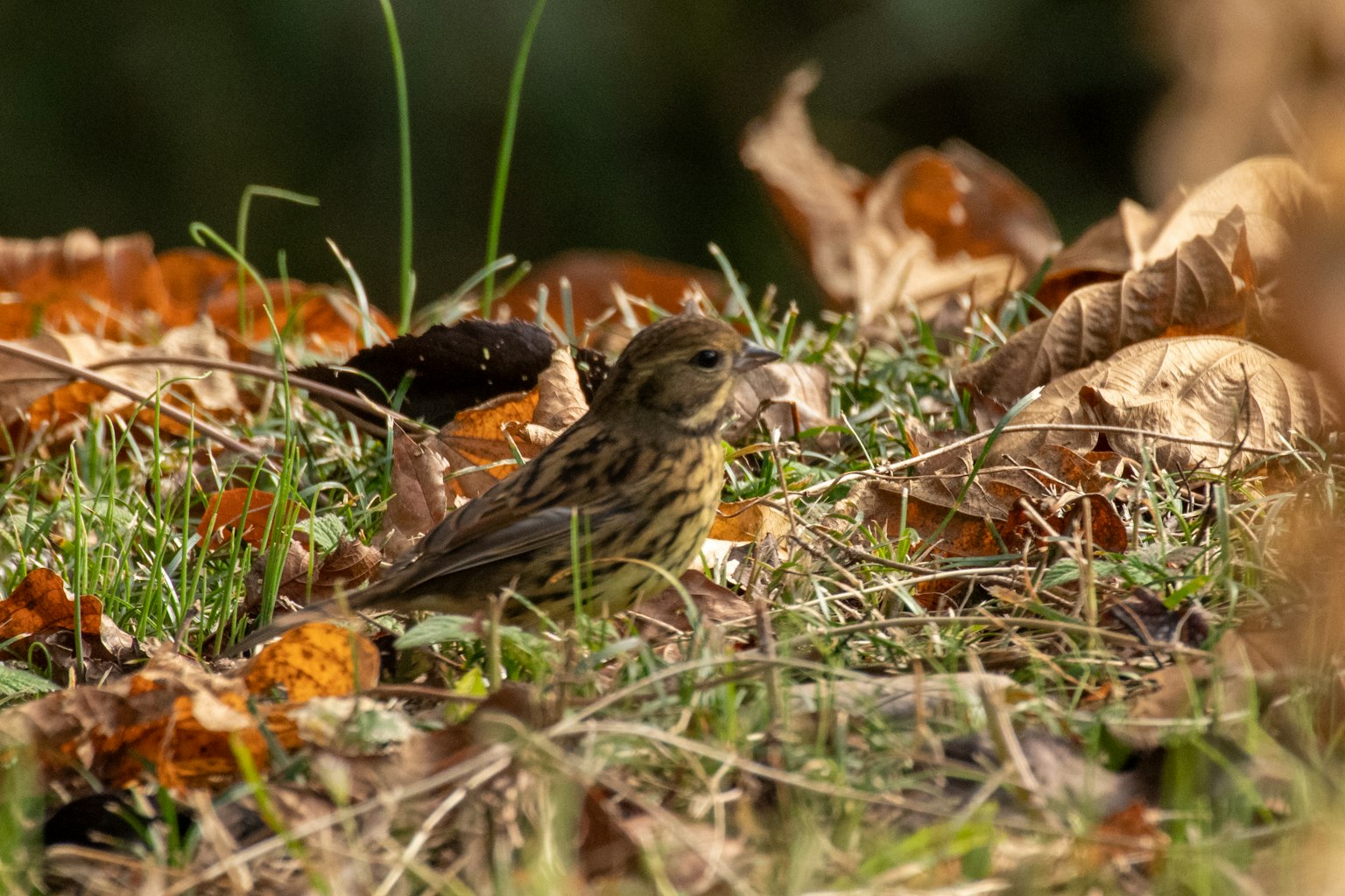 Ein kleiner Vogel auf dem Gras zwischen Herbstblättern