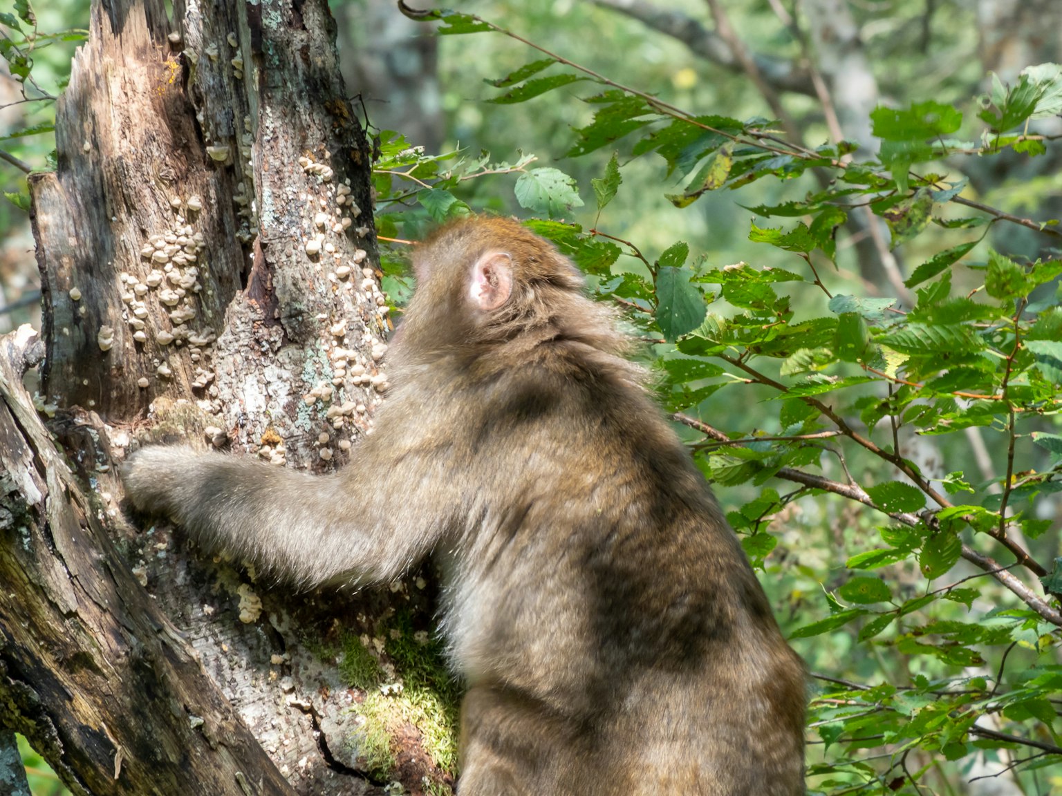 Un singe s'appuyant contre un arbre entouré de feuilles vertes
