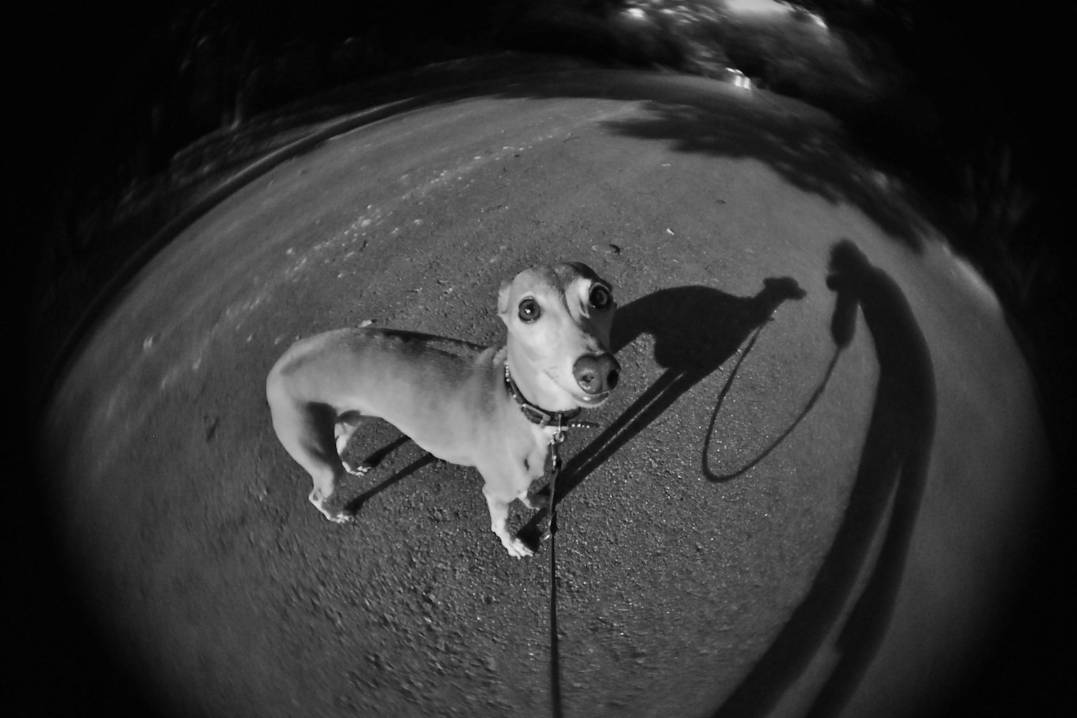 Un cane bianco e nero in passeggiata con l'ombra del proprietario che tiene un guinzaglio