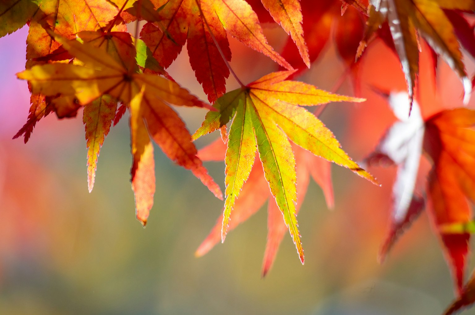 Vibrant autumn leaves showcasing shades of red and yellow