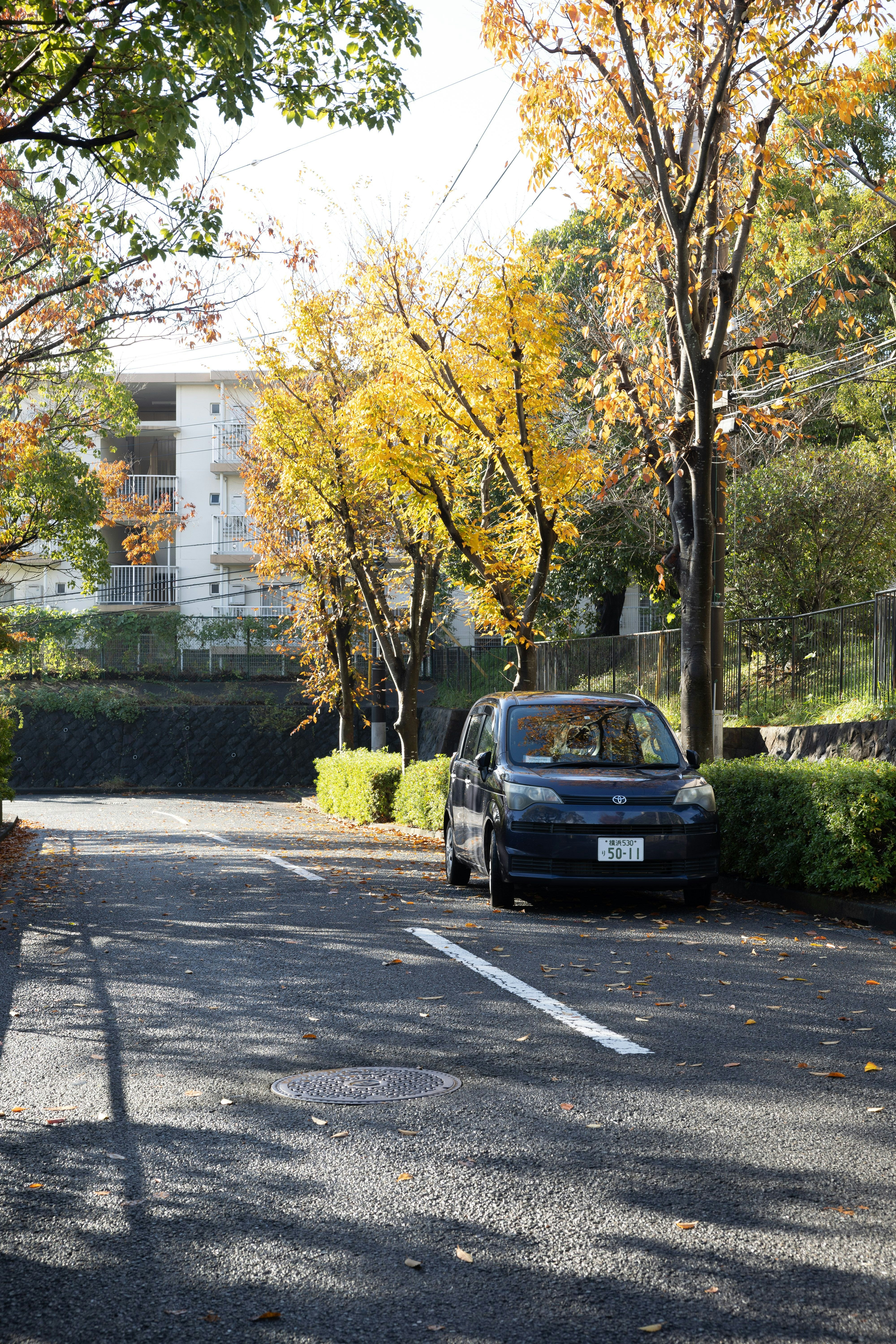 rue résidentielle avec une voiture noire roulant le long d’une route bordée d’arbres