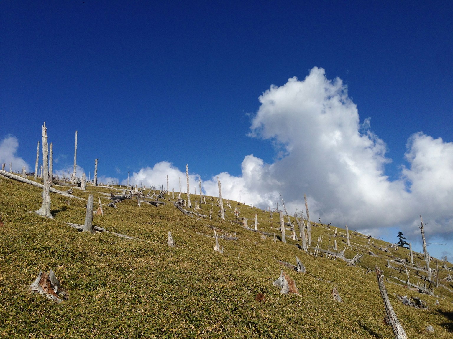 Una collina con ceppi d'albero morti sotto un cielo blu e nuvole bianche