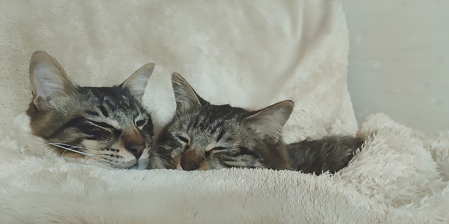Dua kucing berpelukan dalam selimut lembut
