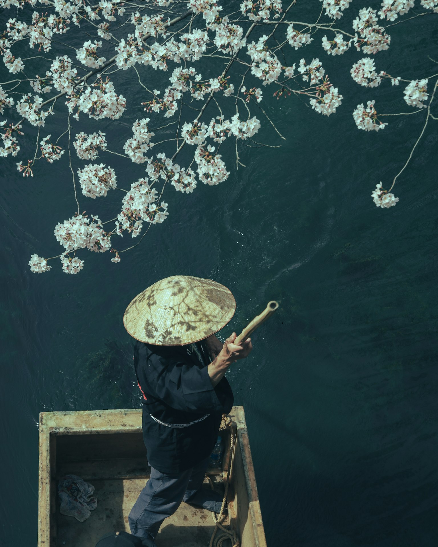 水邊釣魚的男人和頭上的櫻花