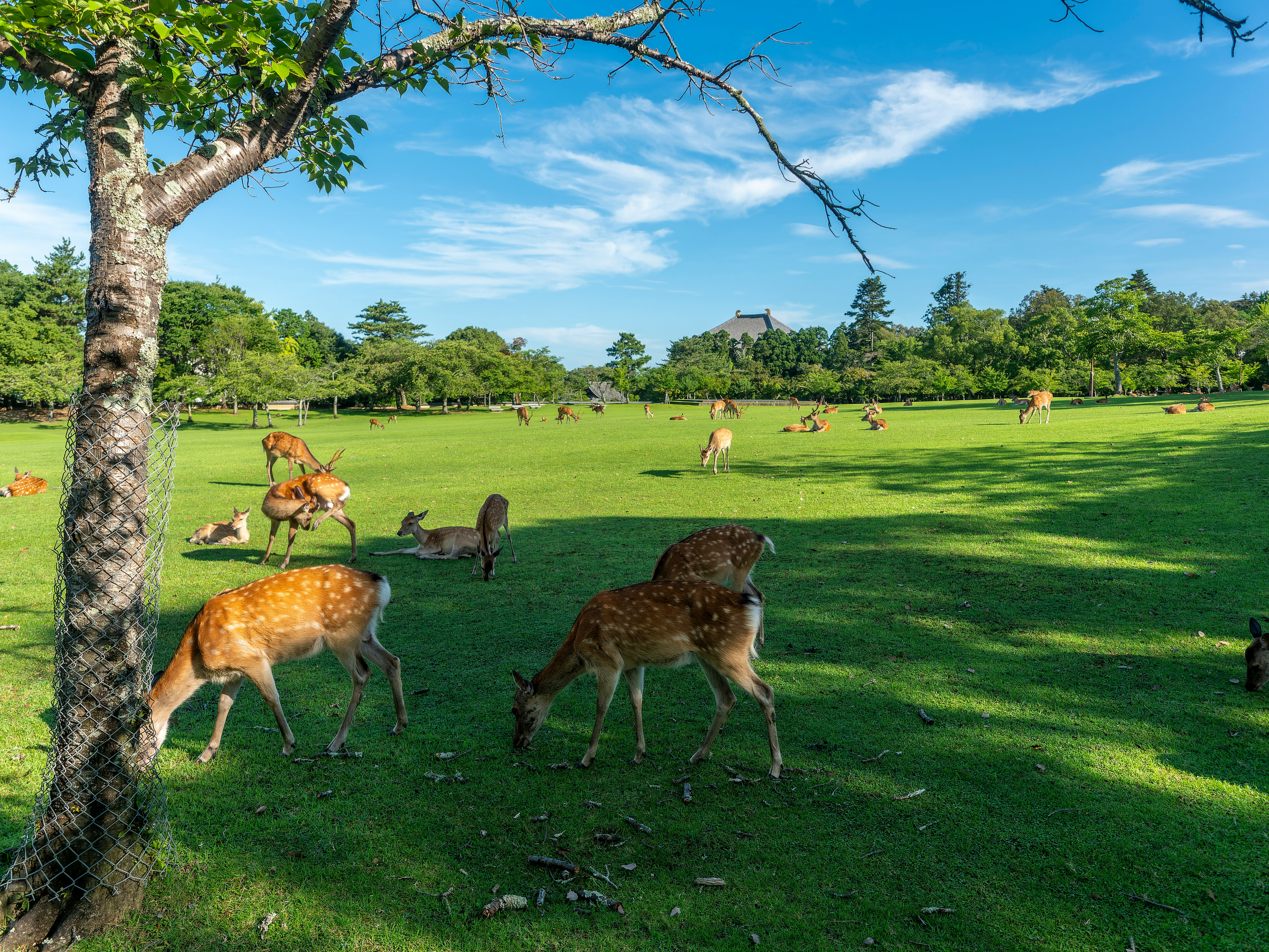 奈良公園の芝生で草を食べる鹿の群れと青空の新緑