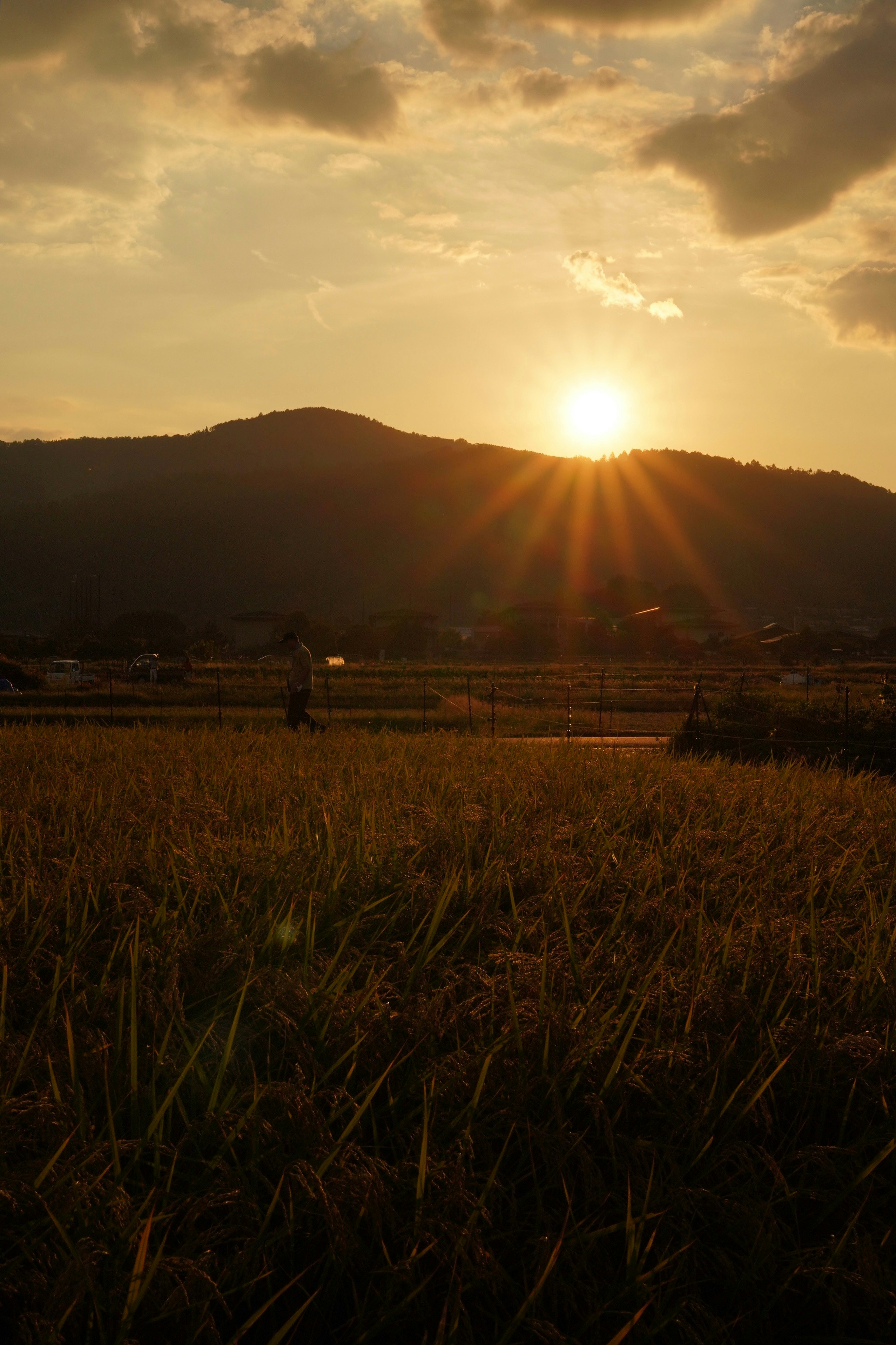 夕陽の差す田園風景の夕暮れ