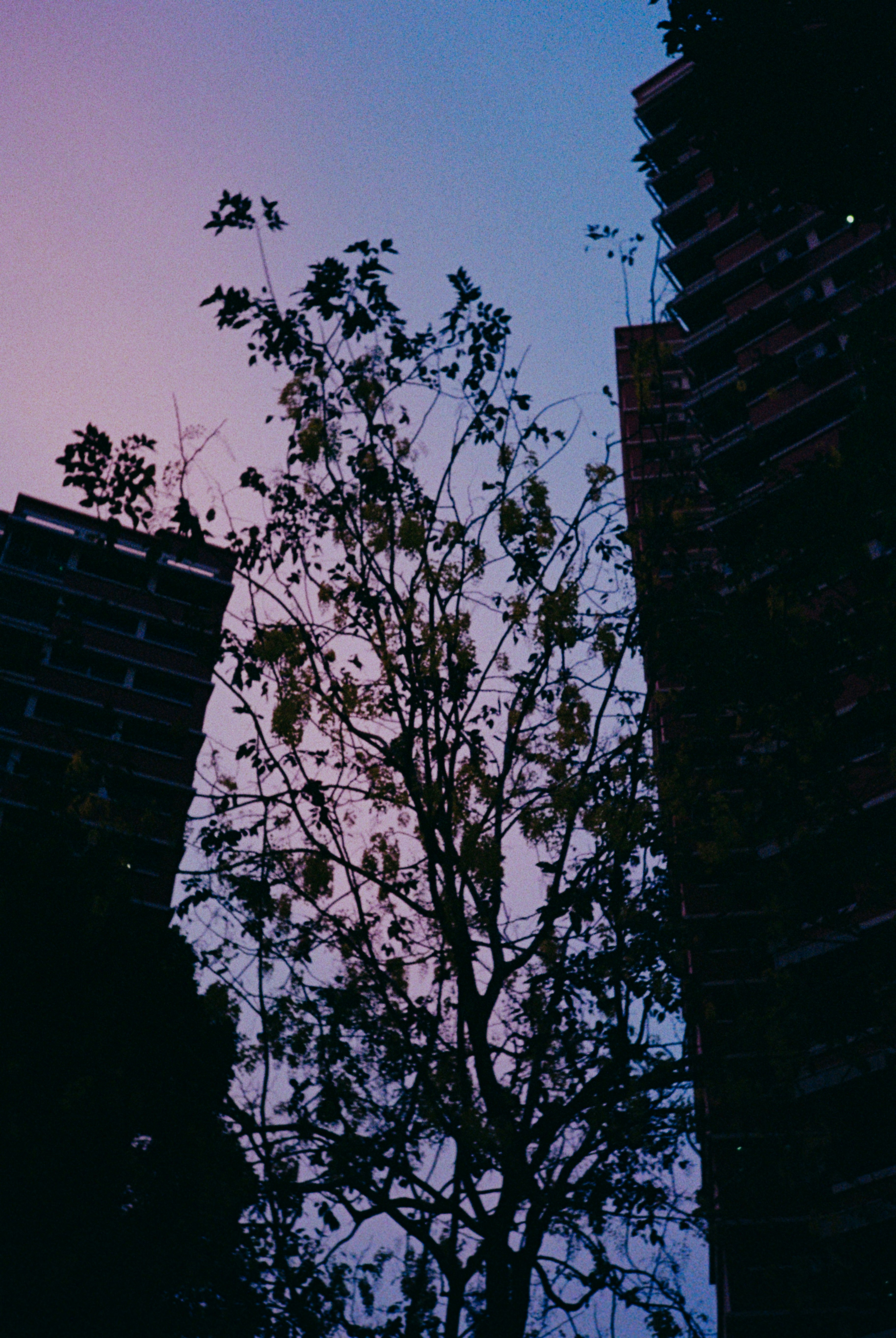 街の高層建物の間に伸びる木と夕暮れの空