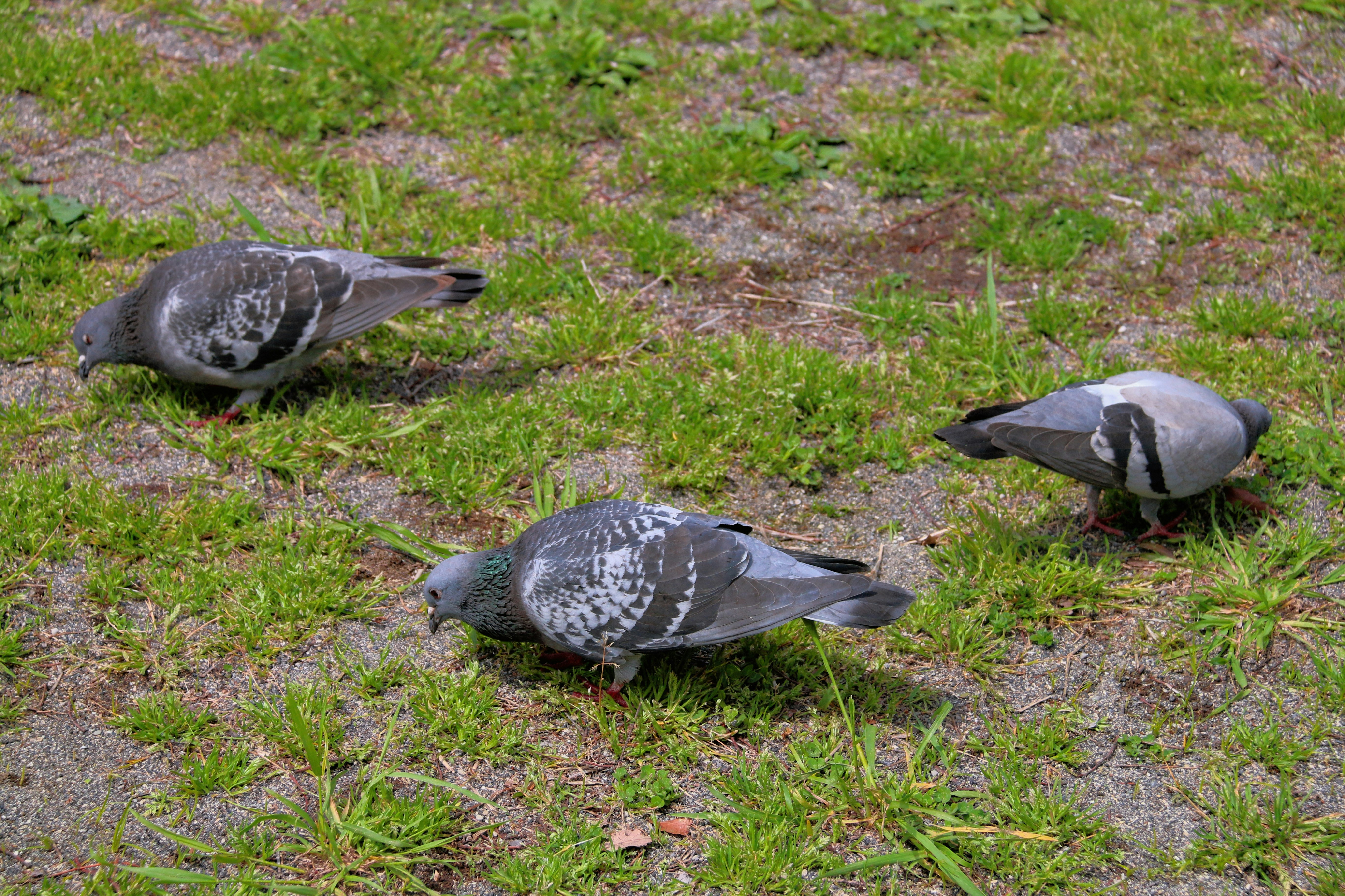 草地で餌を探す鳩の群れ