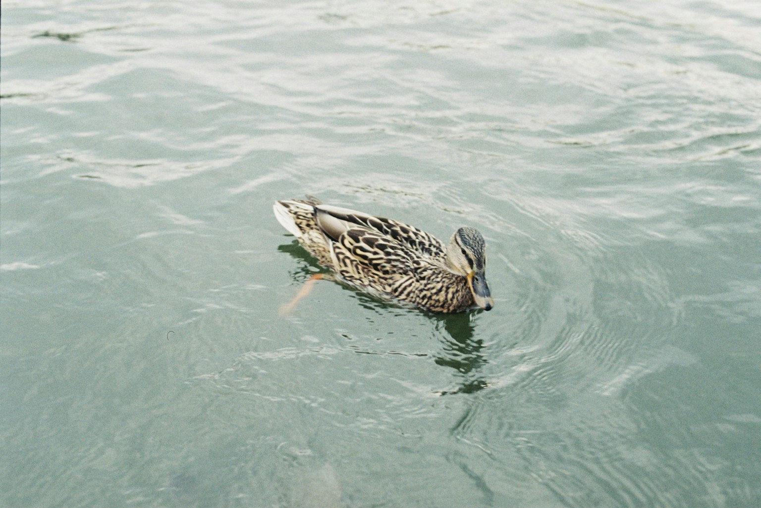 Seitenansicht einer Ente, die auf der Wasseroberfläche schwimmt
