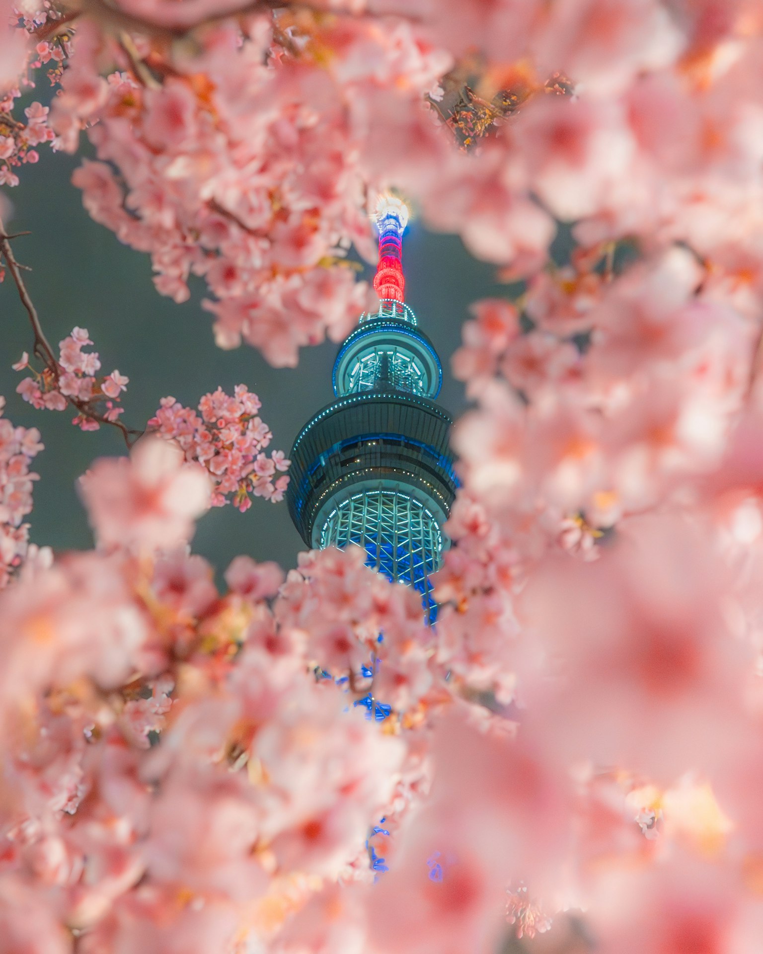 Beautiful view of Tokyo Tower seen through cherry blossoms