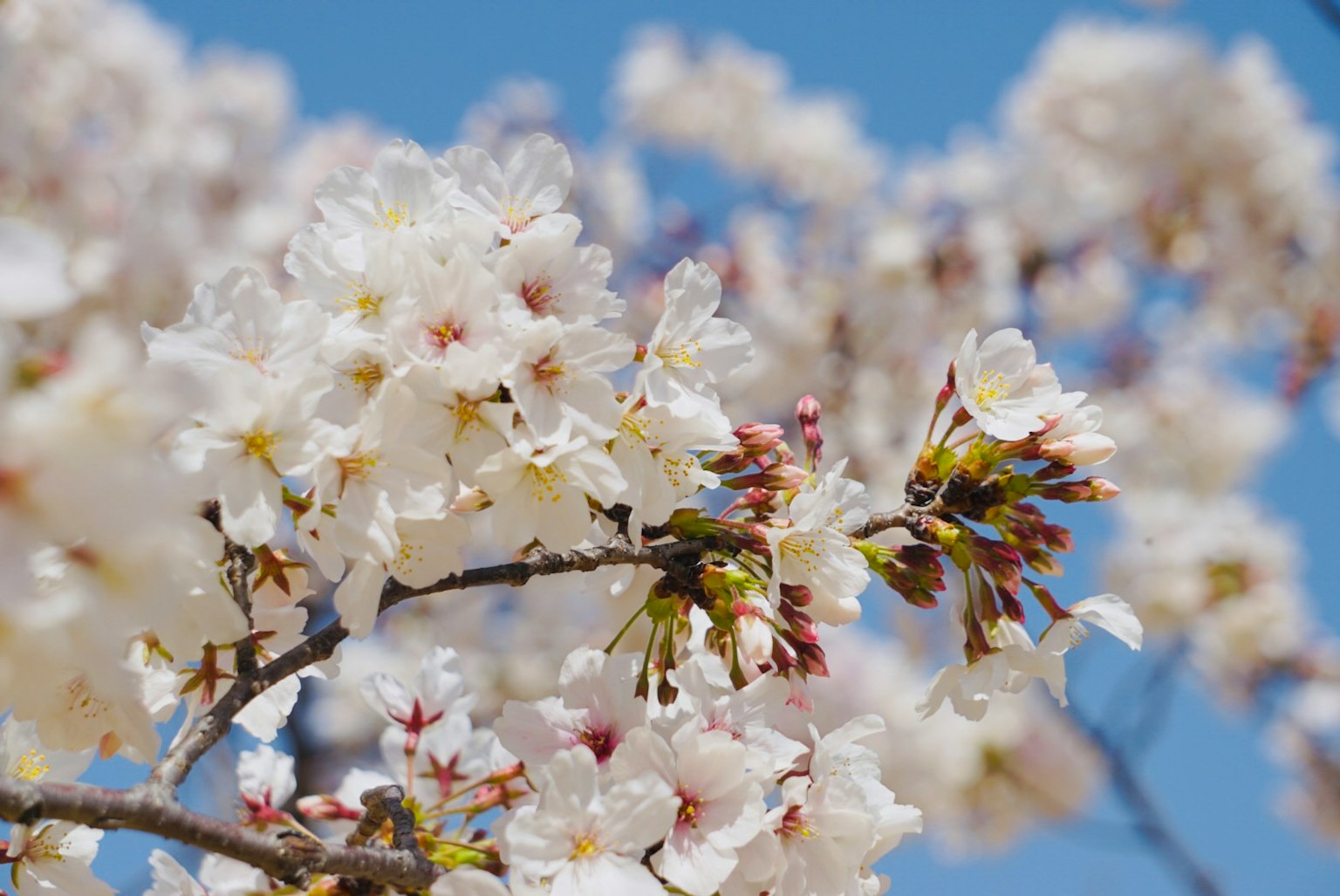 Kirschblüten blühen unter einem blauen Himmel