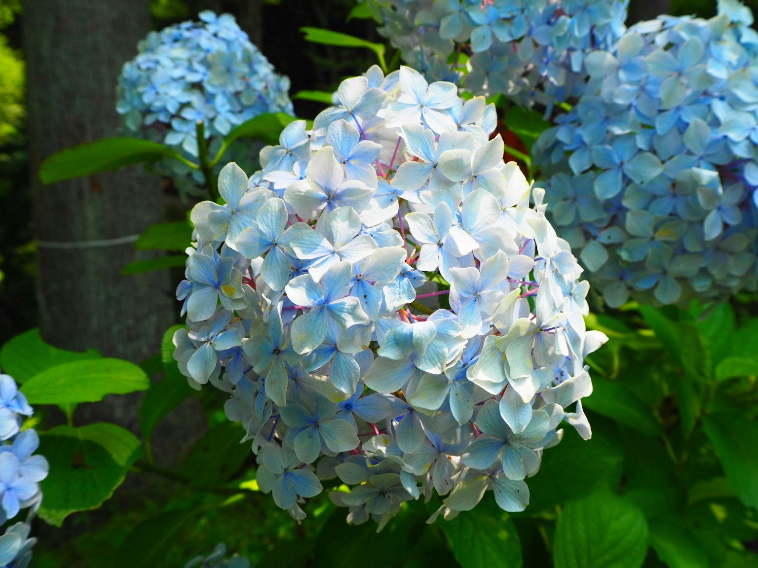 Bellissimi fiori di ortensia blu che sbocciano tra le foglie verdi