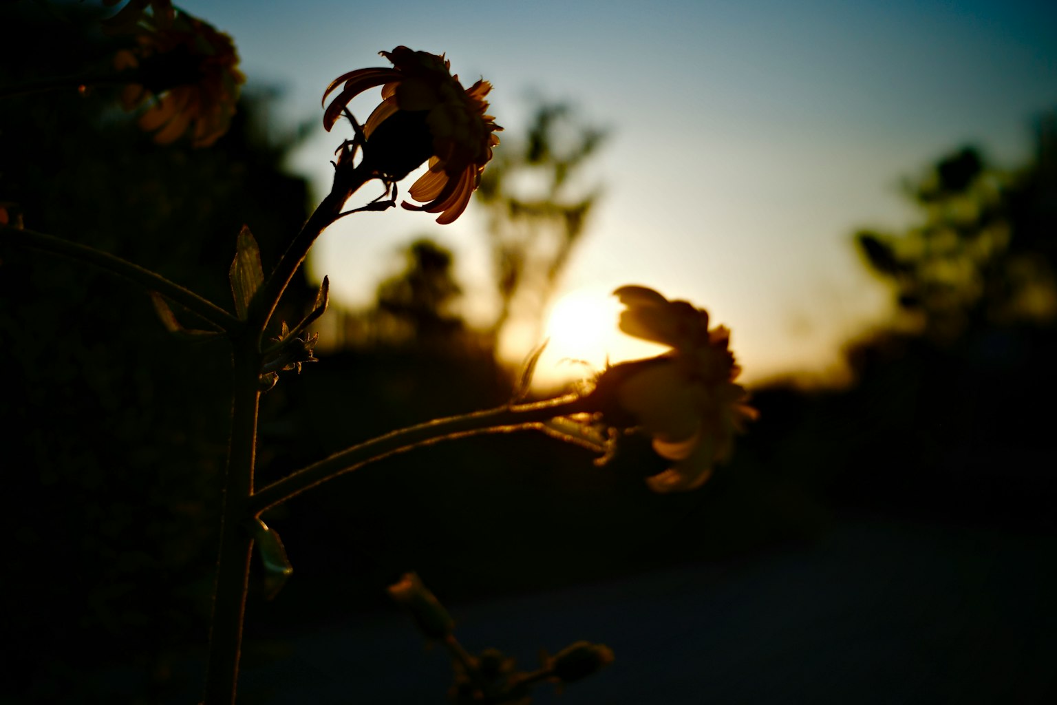 夕日を背景にした花のシルエット