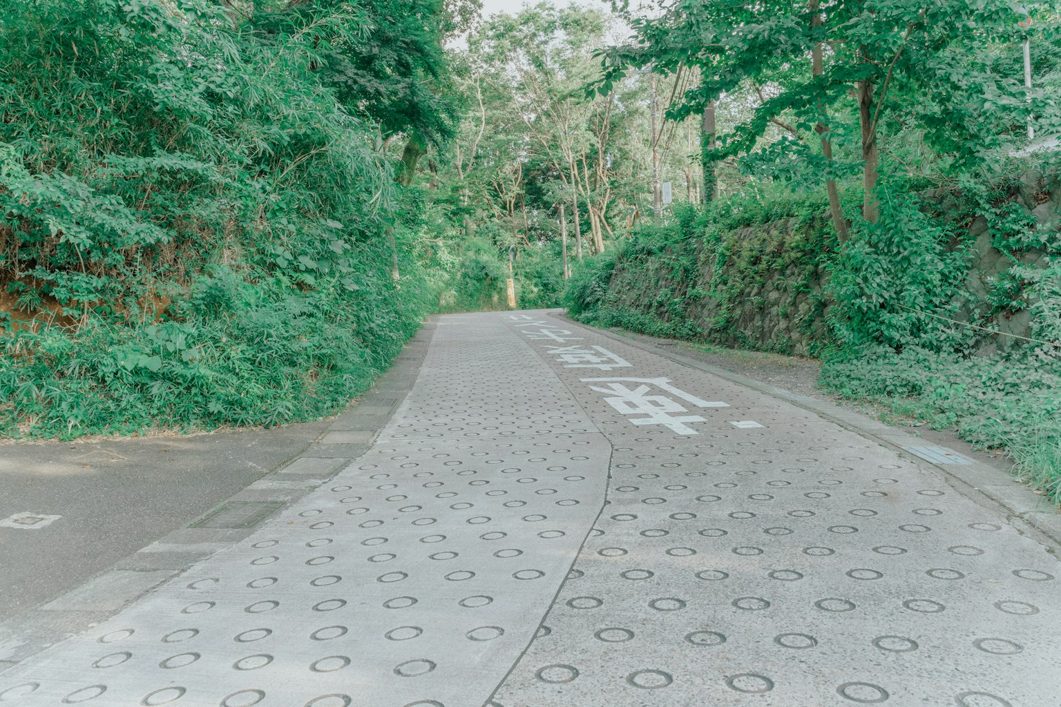 Strada tortuosa circondata da vegetazione lussureggiante con motivi circolari sul pavimento