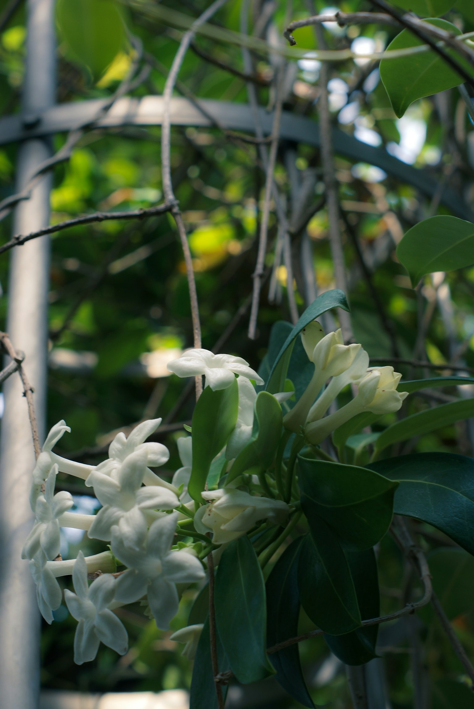 Zarte weiße Blumen blühen vor grünem Hintergrund