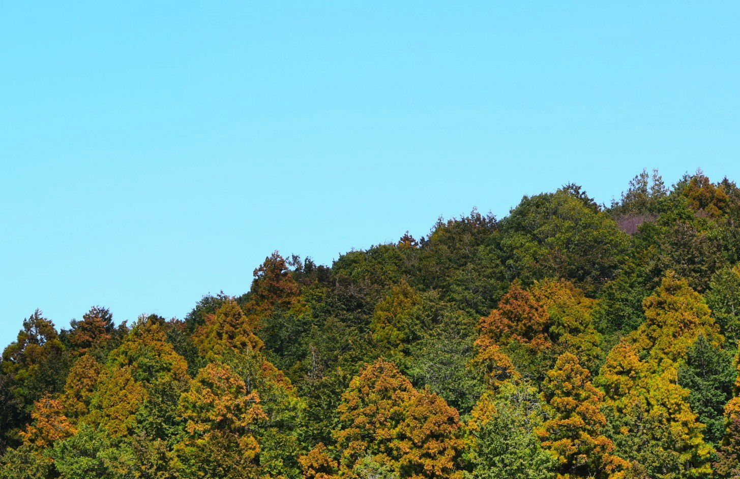 色づく山々の森と青空