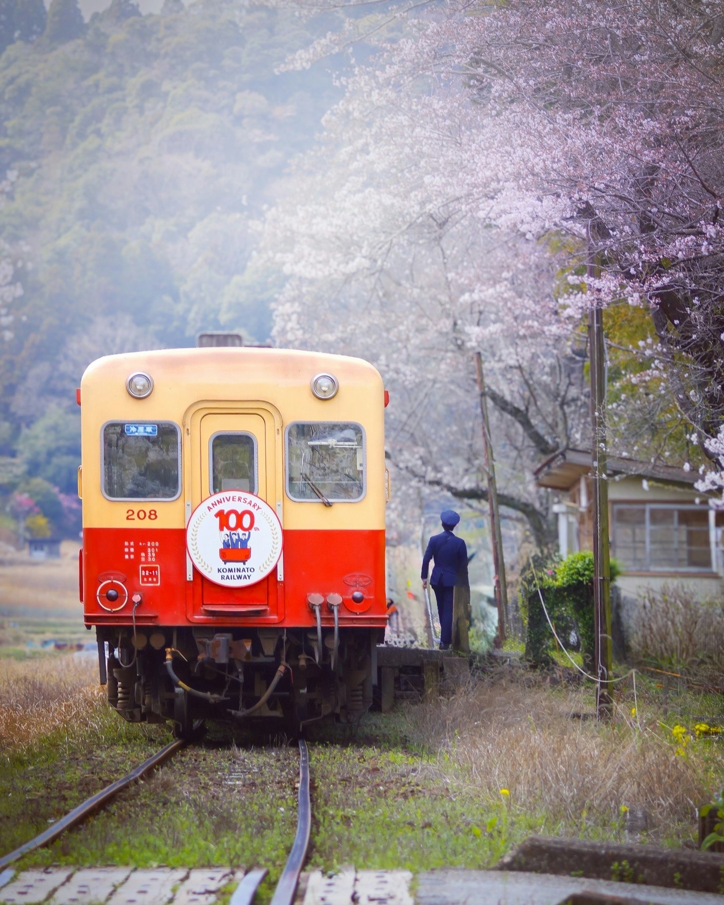ภาพด้านหน้ารถไฟสีแดงแล่นผ่านดอกซากุระในฤดูใบไม้ผลิ